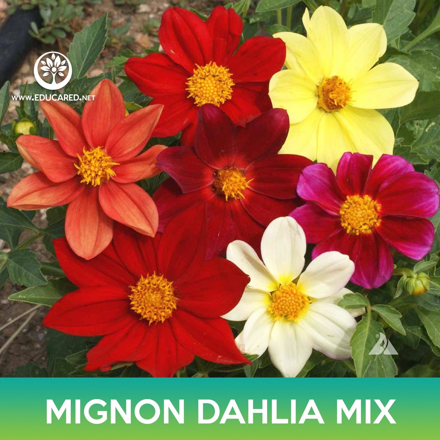 Mignon Dahlia Flower Mix Seeds, Dahlia variabilis