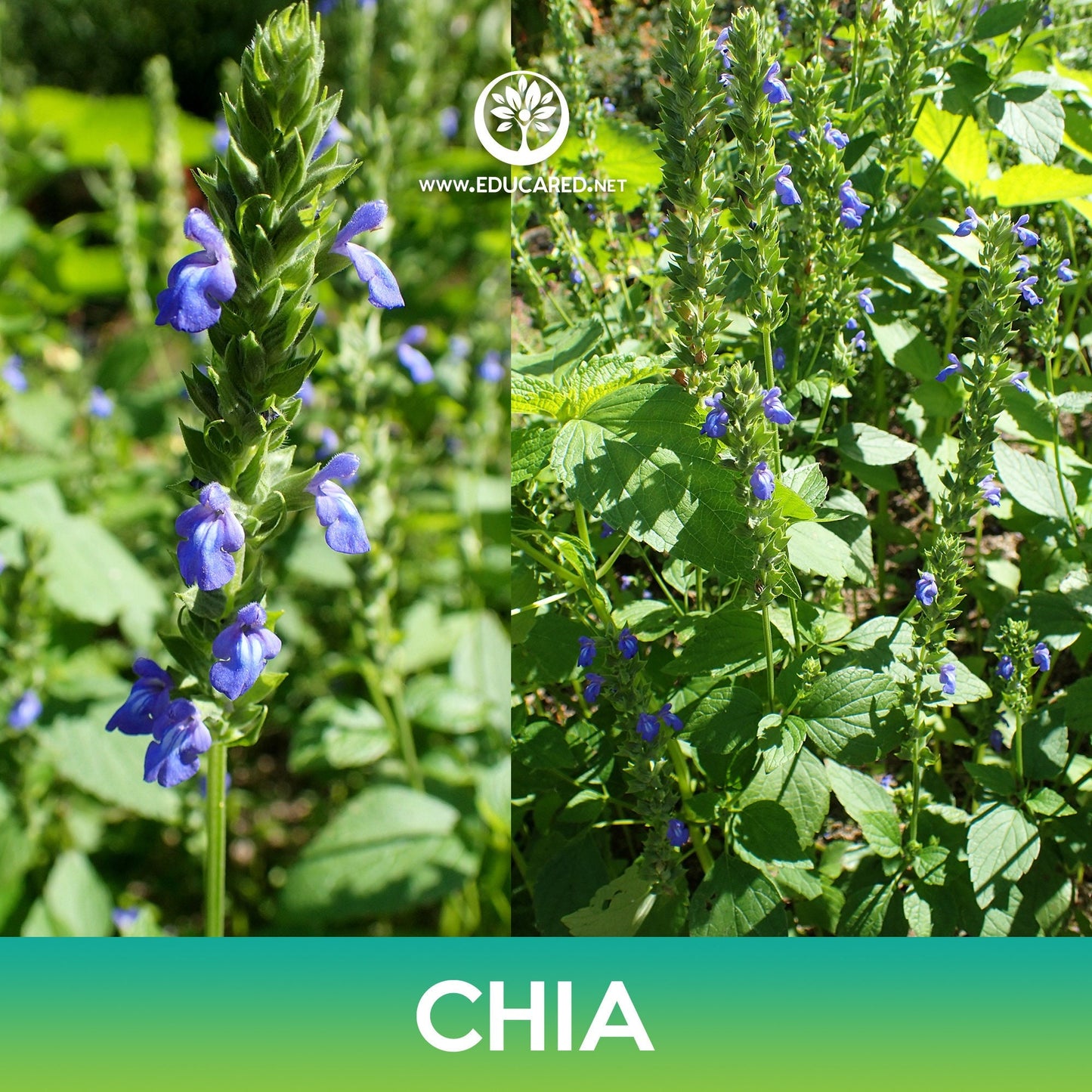 Chia Seeds, Salvia hispanica