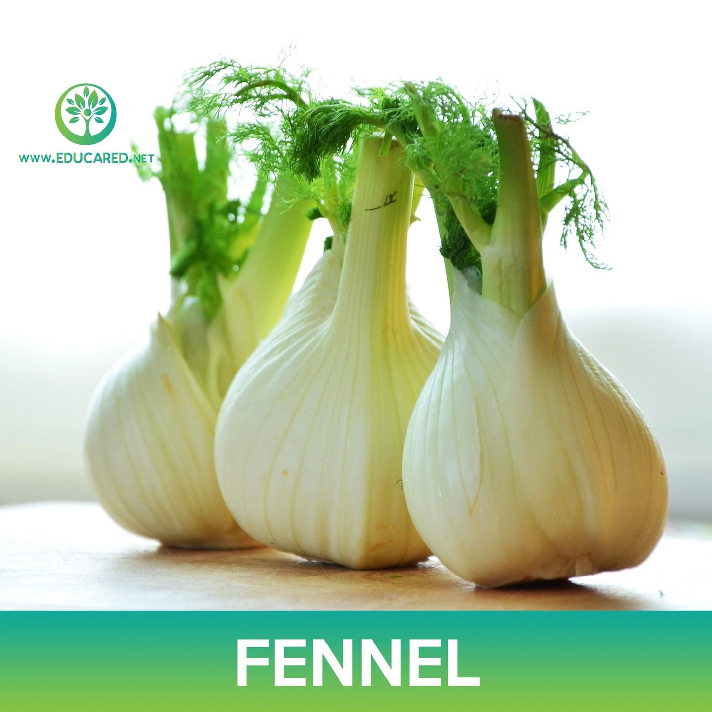 Fennel Seeds