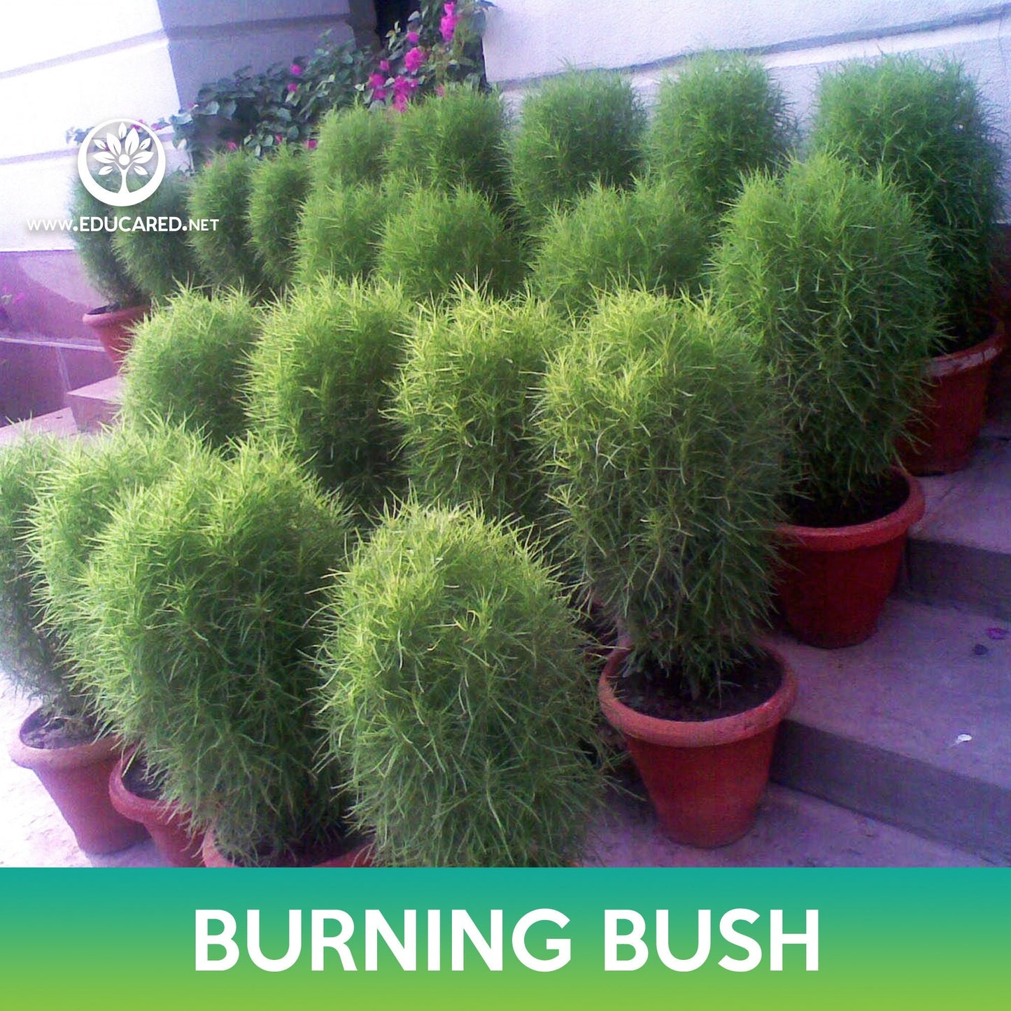 Burning Bush Grass Seeds, Ragweed