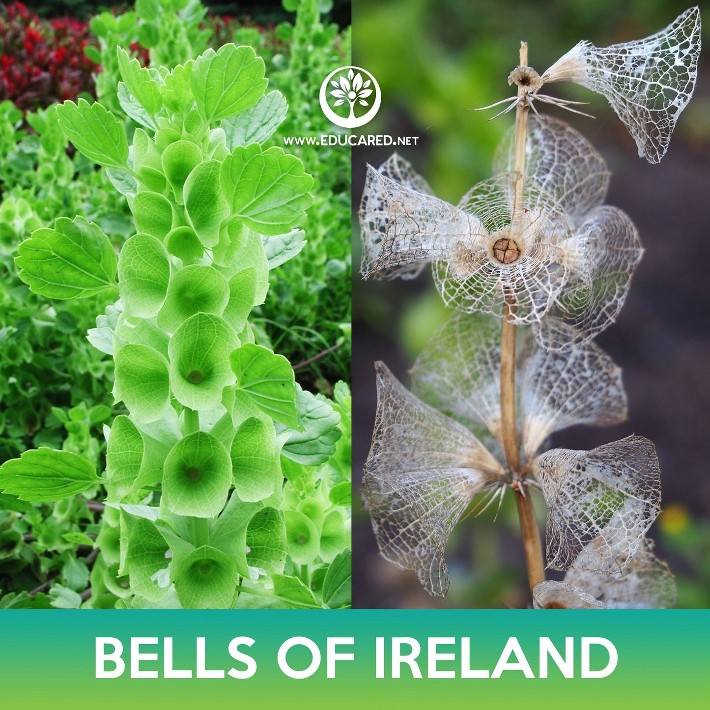 Bells of Ireland Seeds