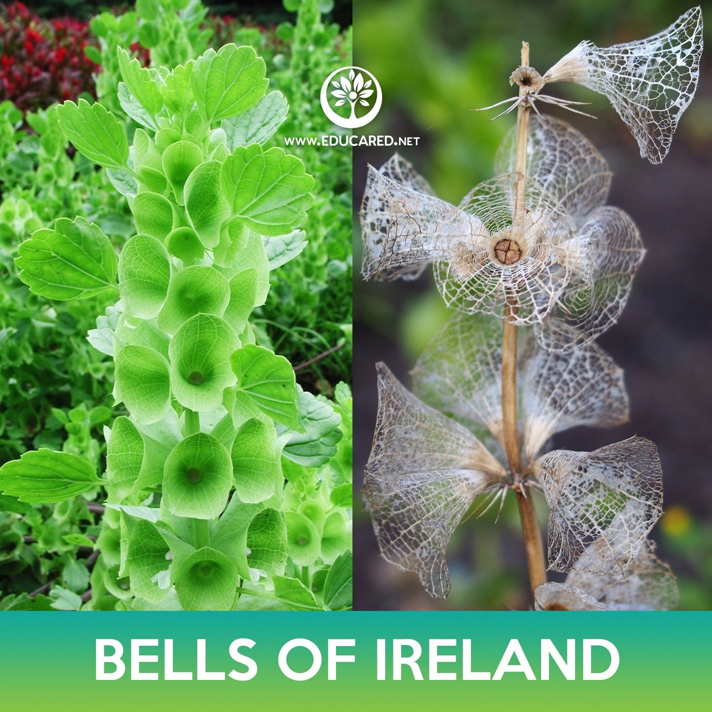 Bells of Ireland Seeds, Moluccella laevis