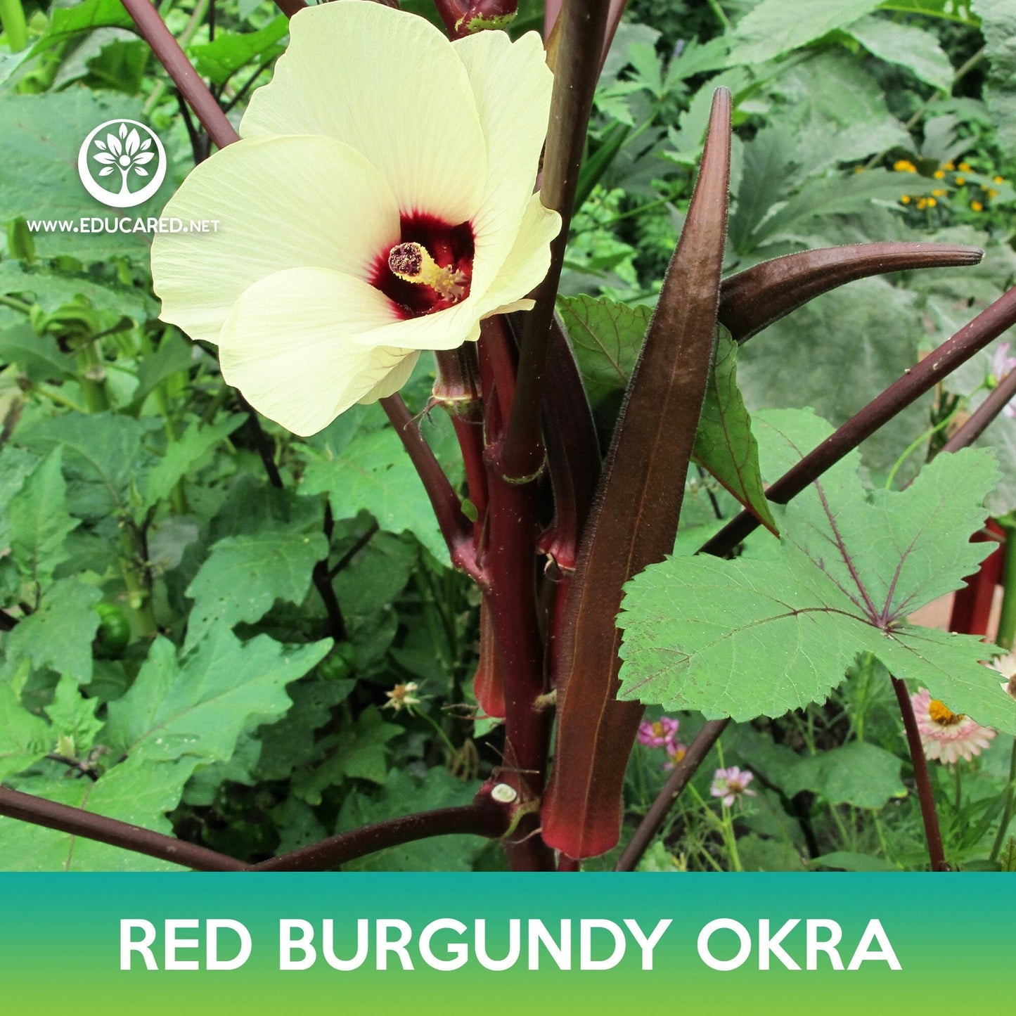 Red Burgundy Okra Seeds