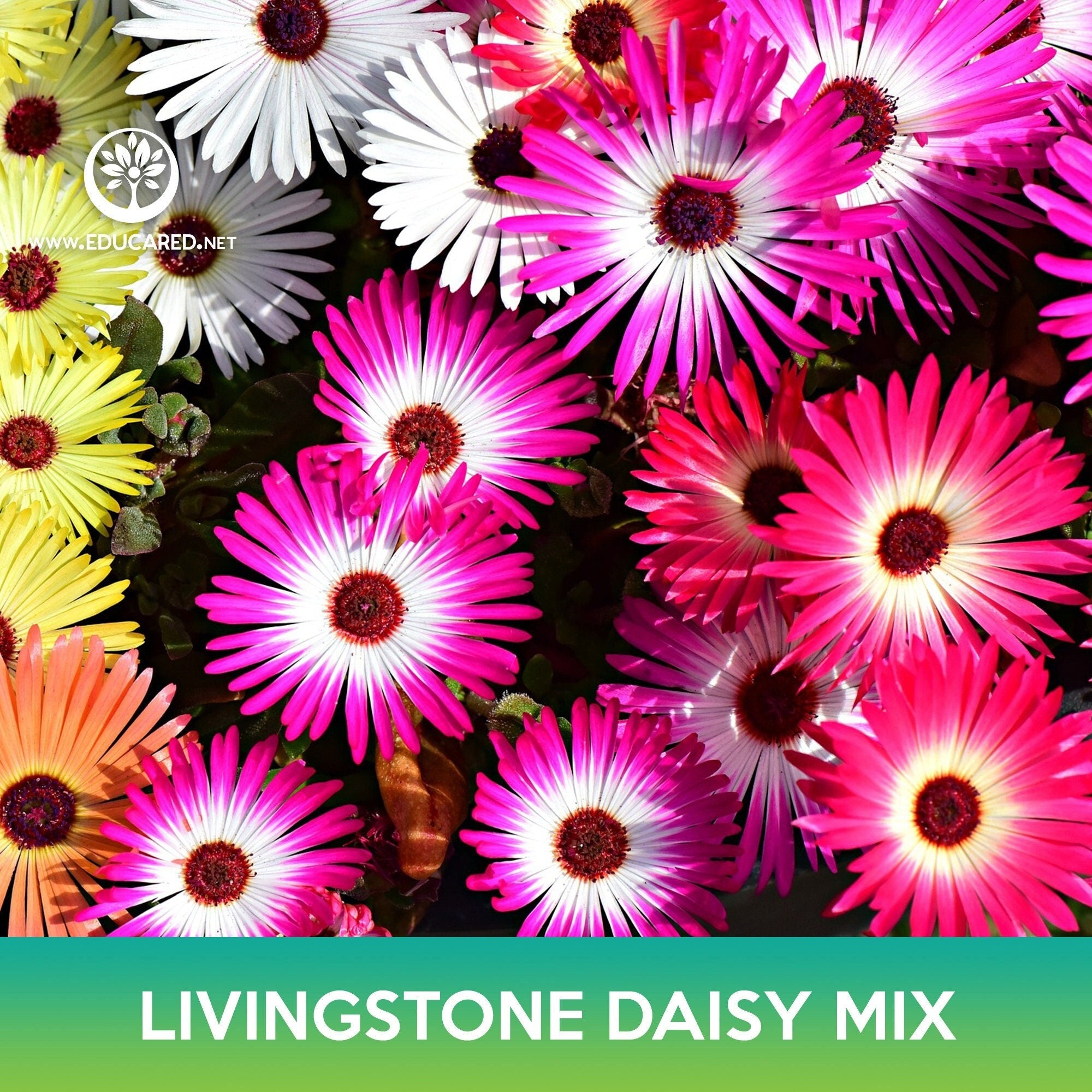 daisy succulent Livingstone Daisy Succulent Mix Seeds – Educared