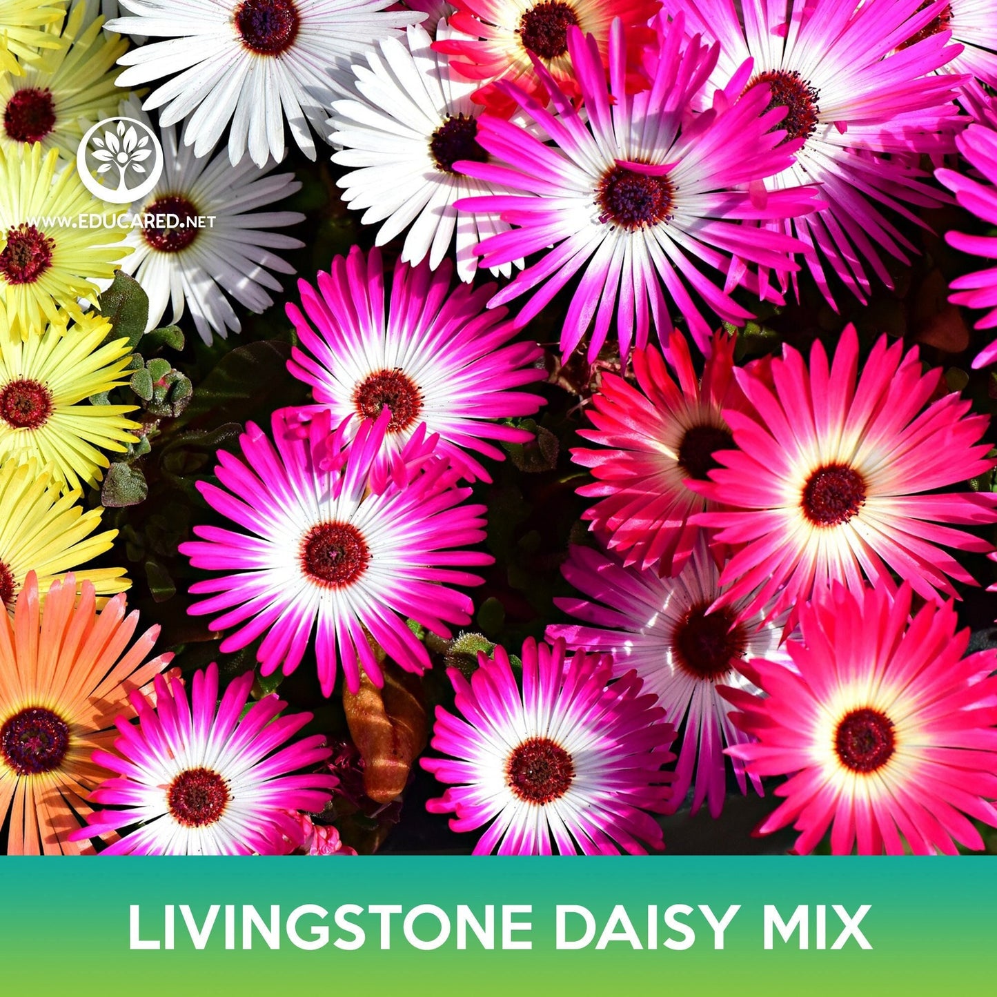 Livingstone Daisy Succulent Mix, Mesembryanthemum criniflorum