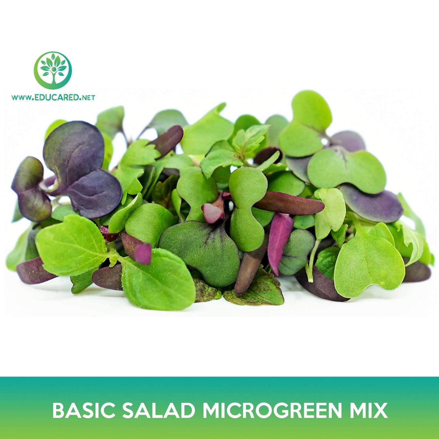 Basic Salad Microgreen Mix Seeds