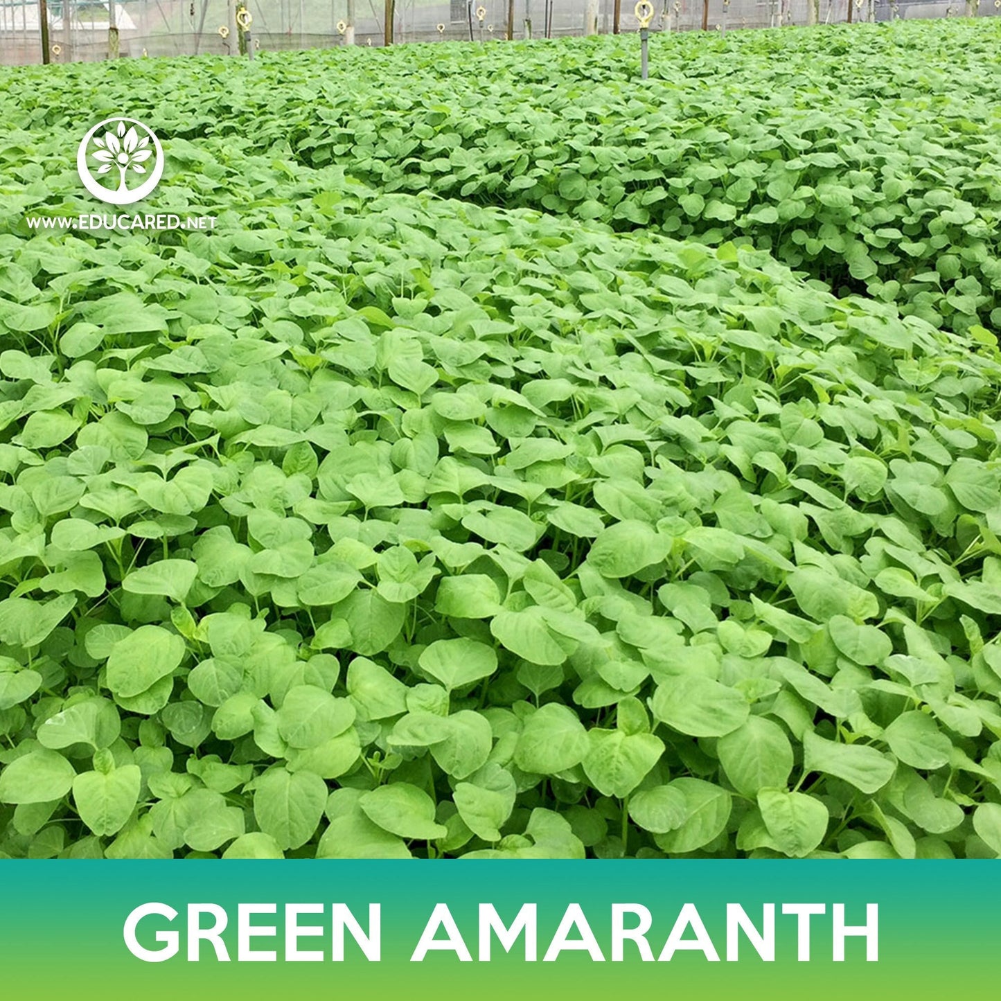 Green Amaranth Seeds, Chinese Spinach