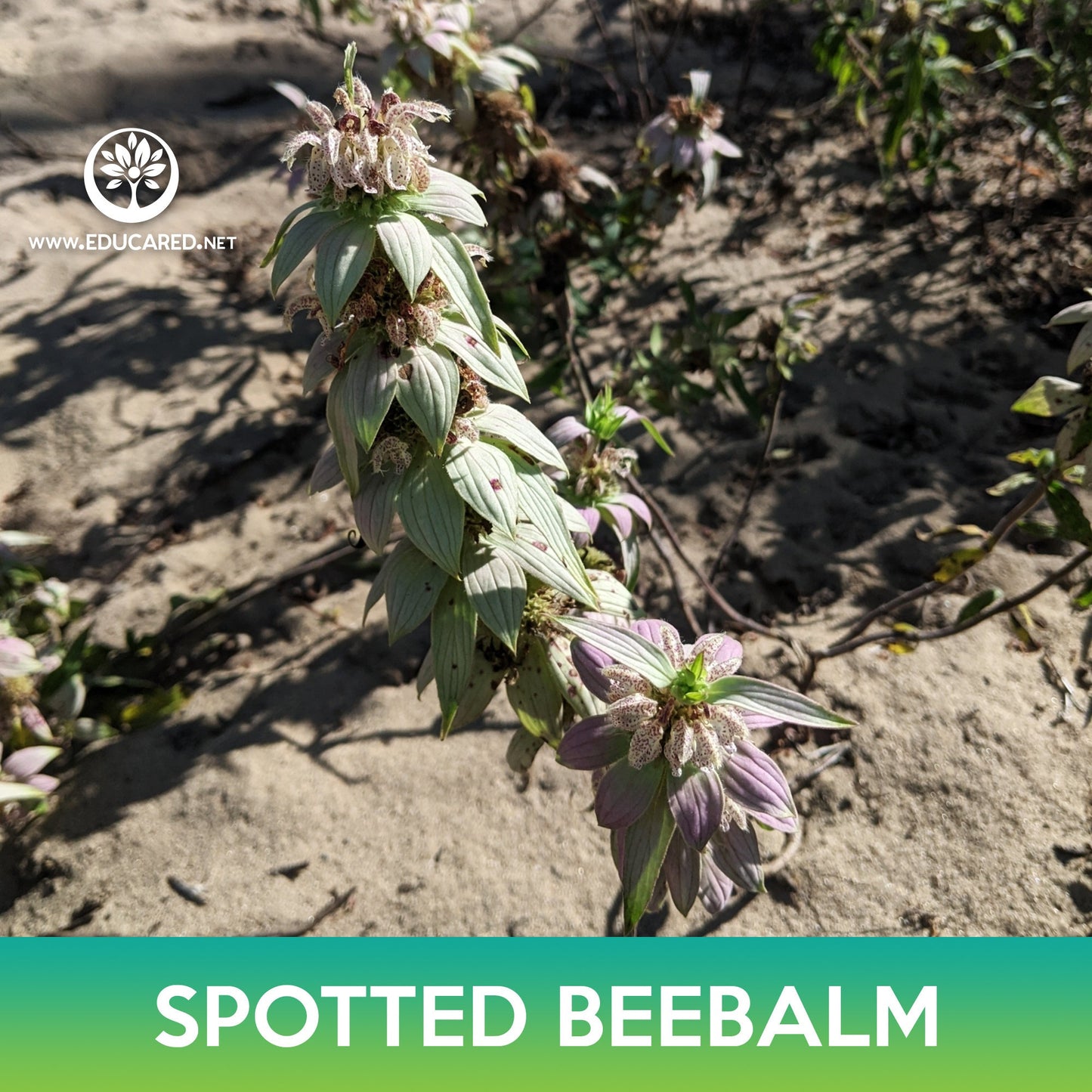 Spotted Beebalm Seeds