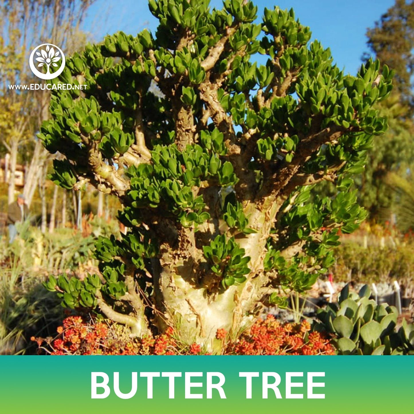 Butter Tree Succulents Seeds, Tylecodon paniculatus