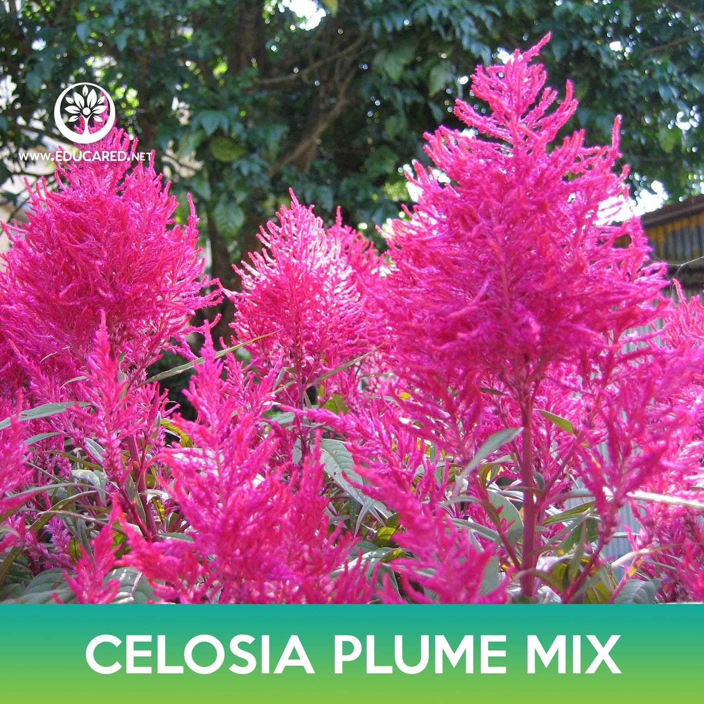 Celosia Plume Flower Mix Seeds