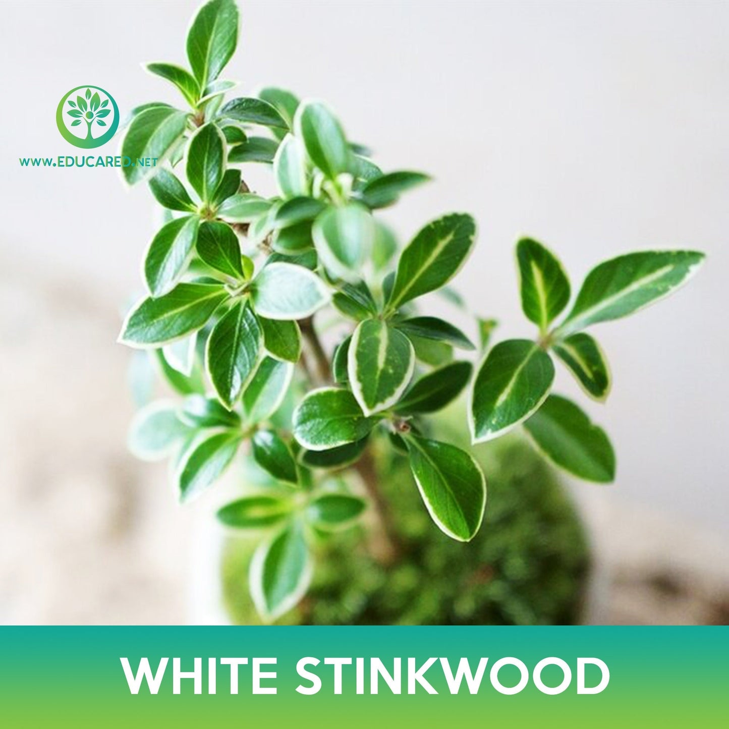 White Stinkwood Tree Seeds