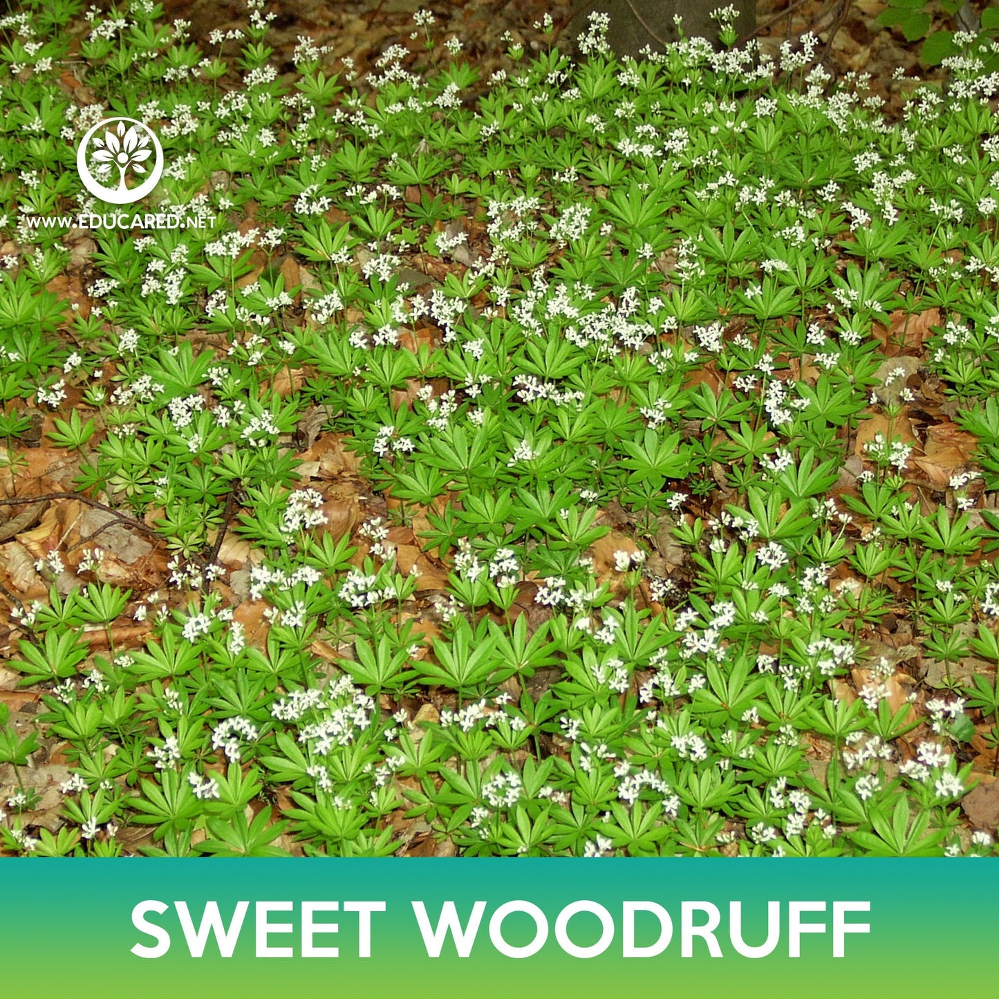 Sweet Woodruff Seeds, Galium odoratum