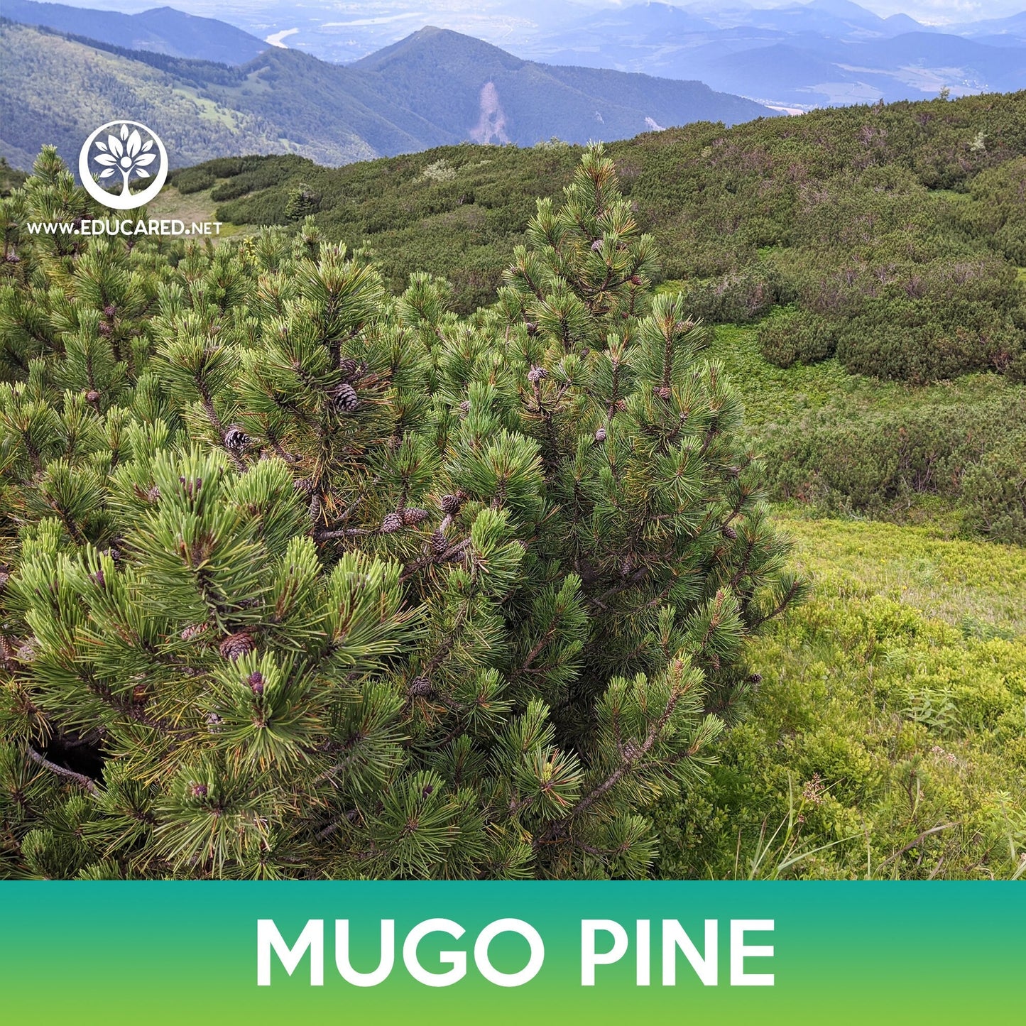 Mugo Pine Seeds, Swiss Mountain Pine