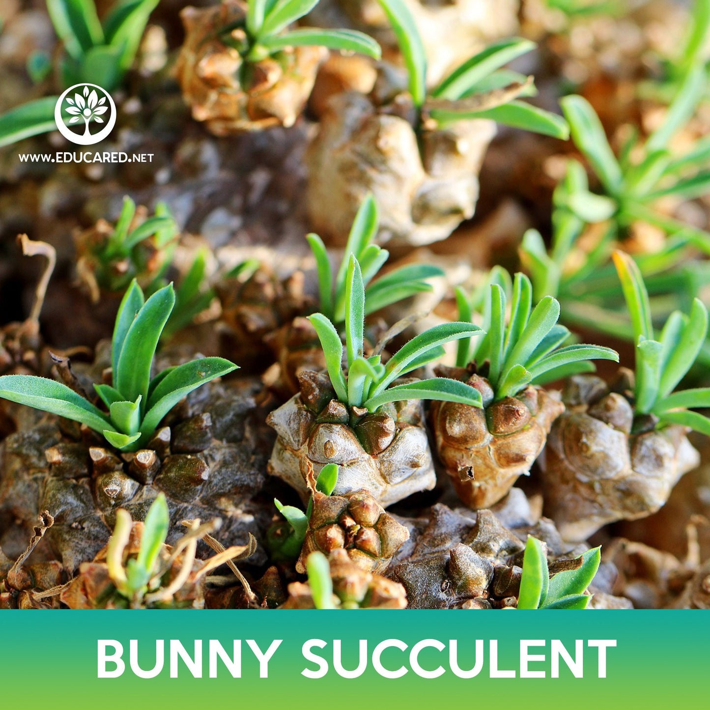 Bunny Succulent Seeds