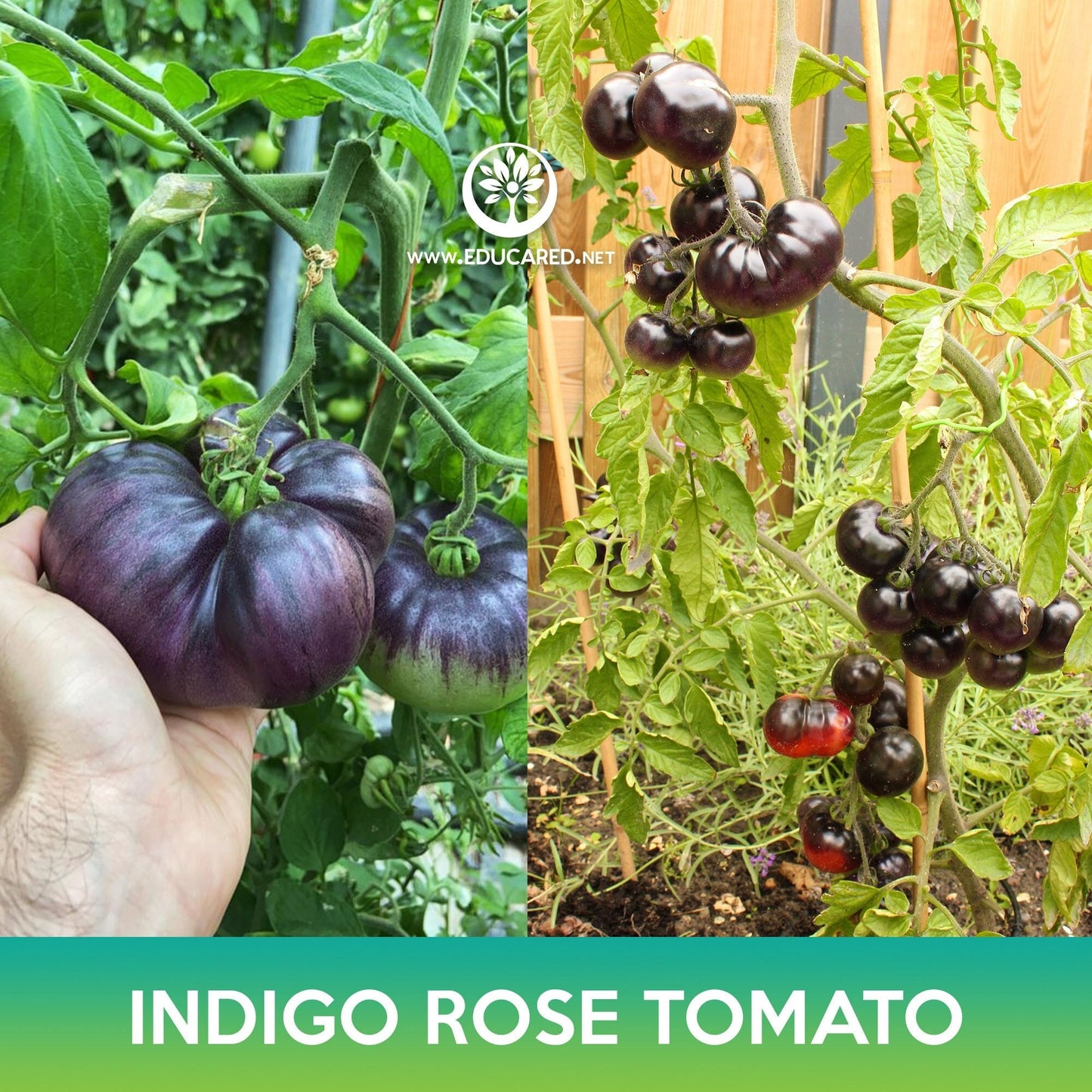 Indigo Rose Tomato, Blue Tomato, Purple Tomato, Lycopersicon esculentum Indigo Rose