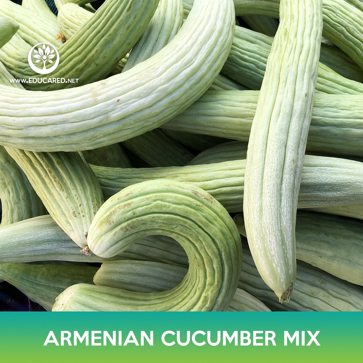 Armenian Cucumber Mix Seeds, Snake Cucumber