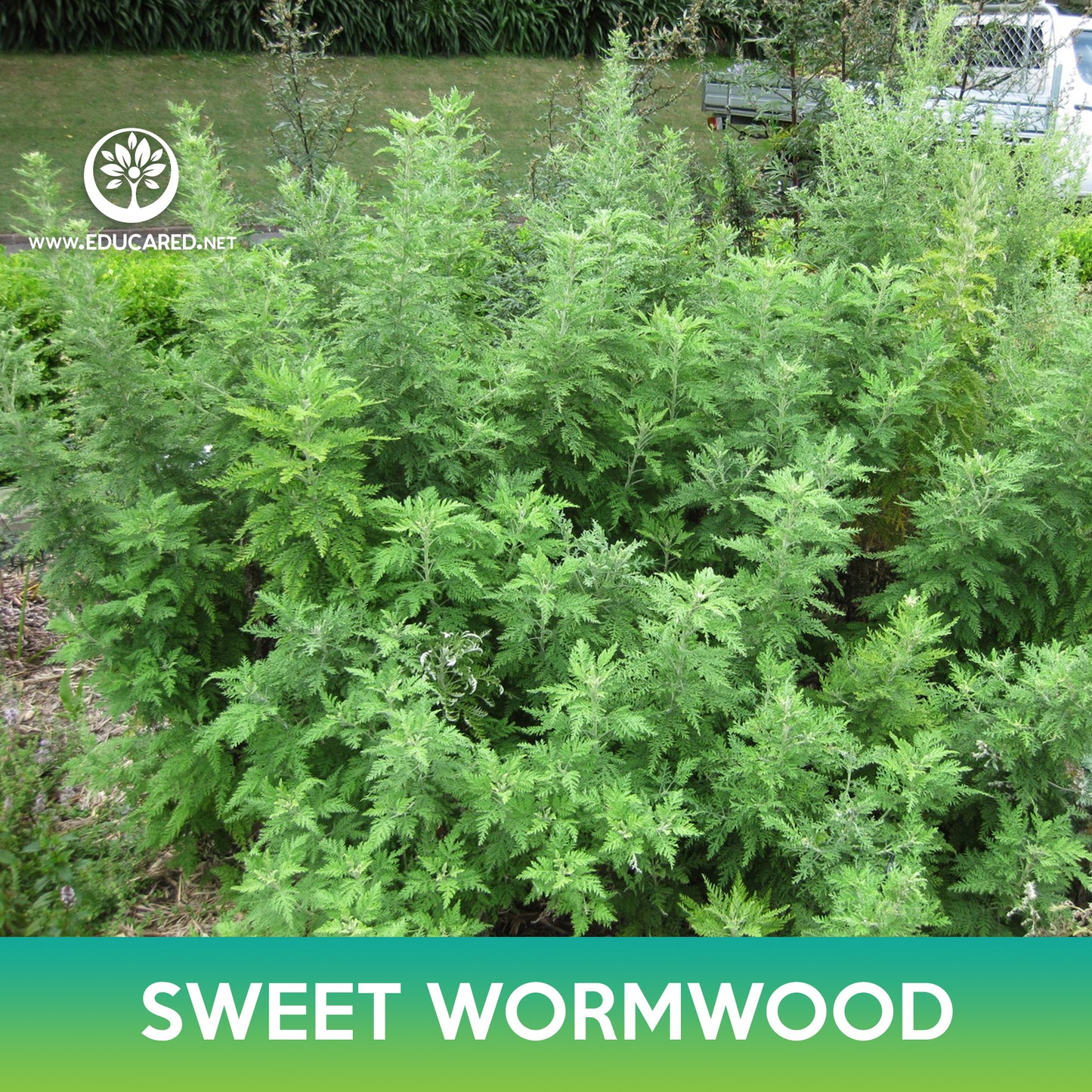 Sweet Annie Seeds, Sweet Wormwood