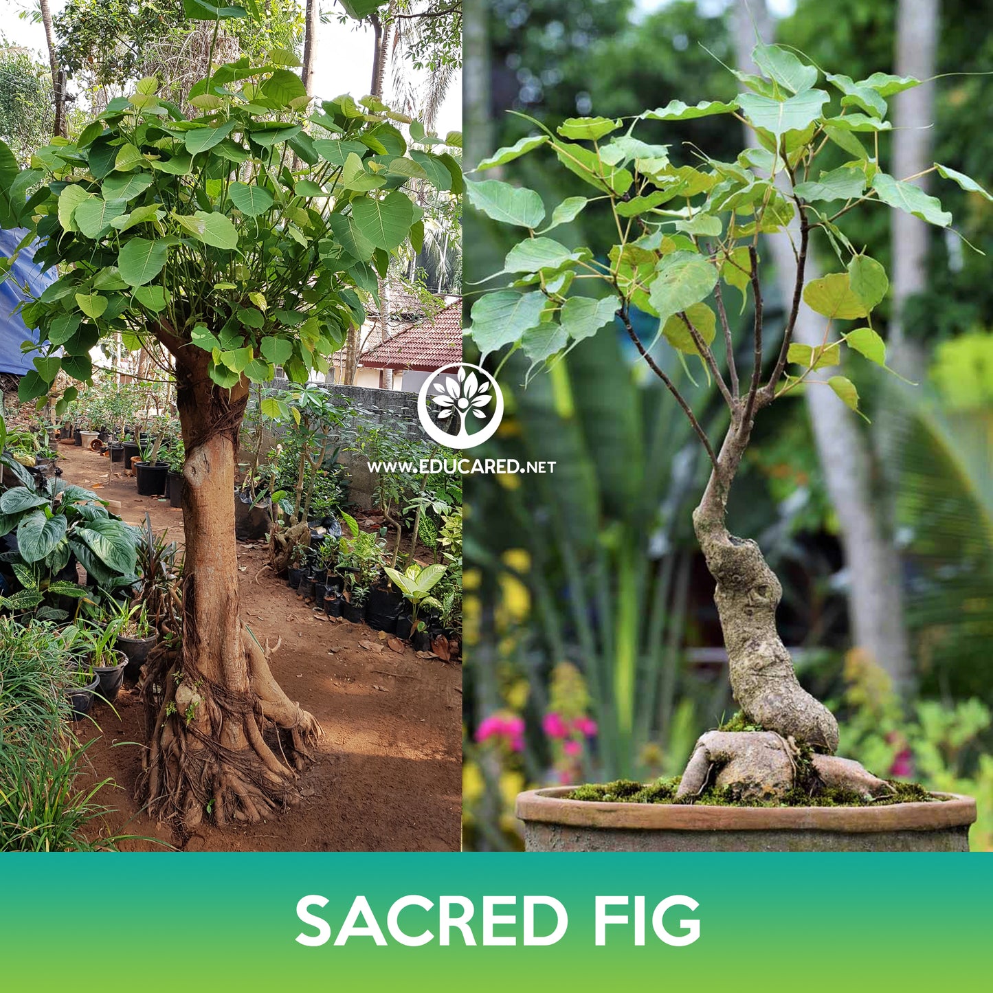 Sacred Fig Tree Seeds, Bodhi Tree