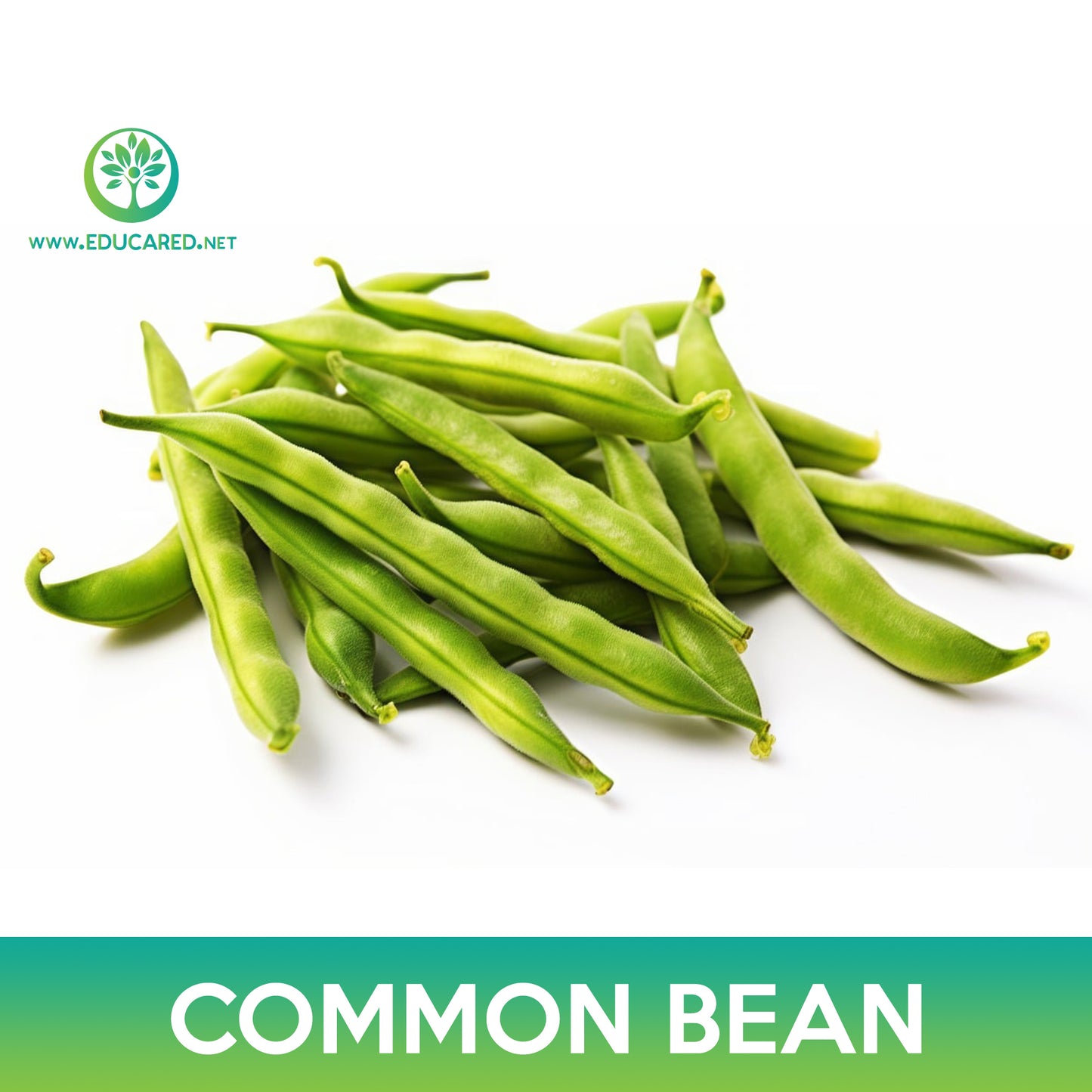 Common Bean Seeds, Maxibel Bean