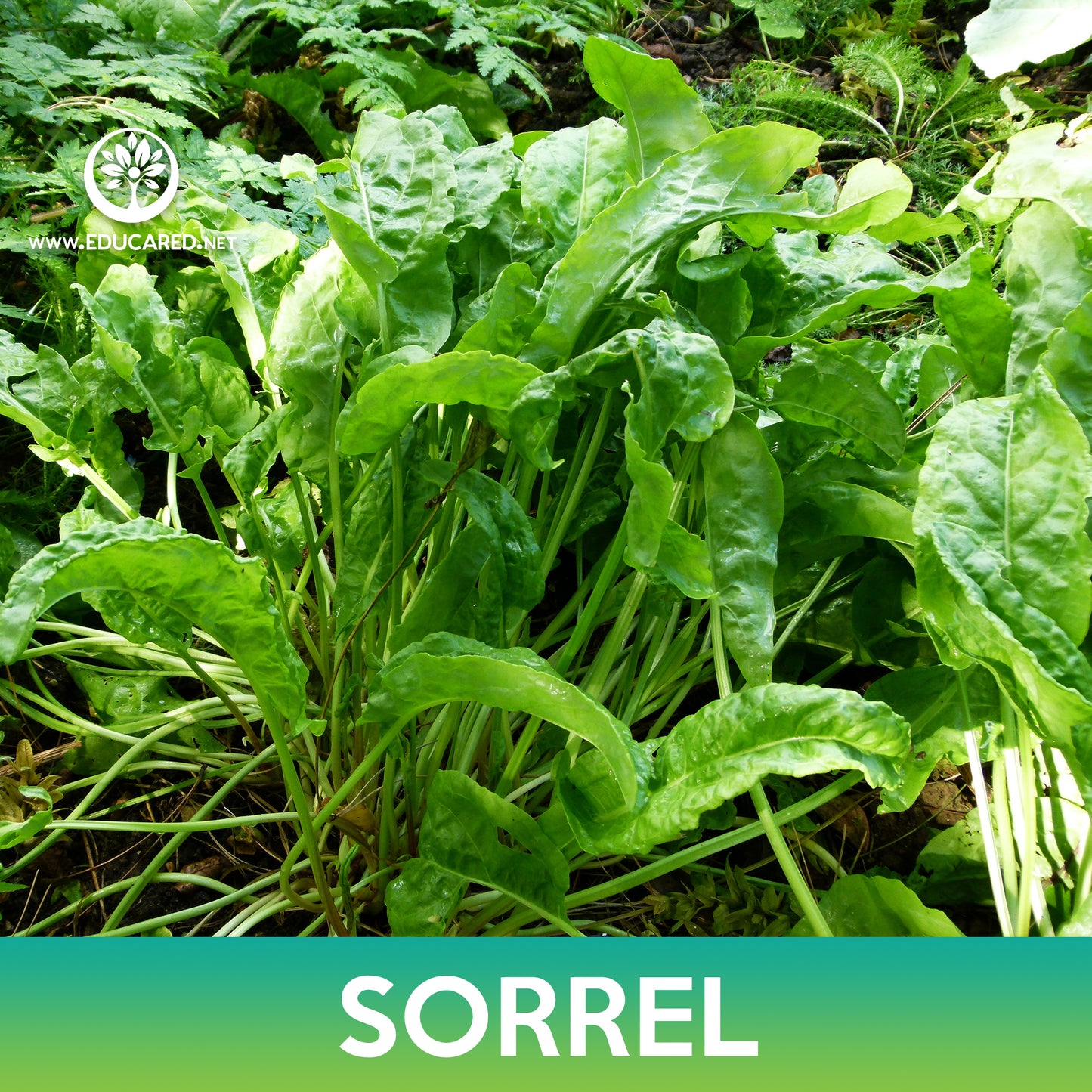Garden Sorrel Seeds
