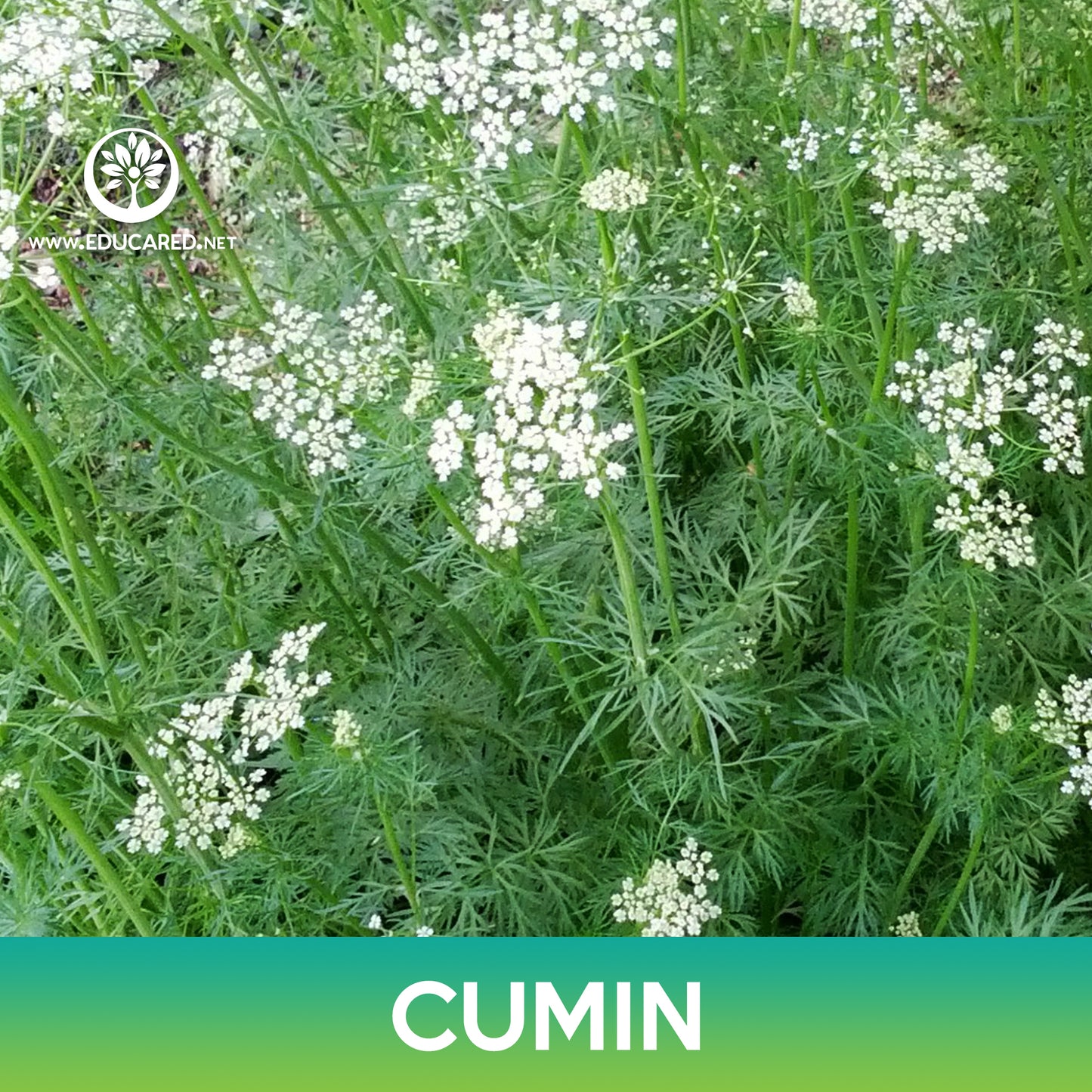 Cumin Seeds