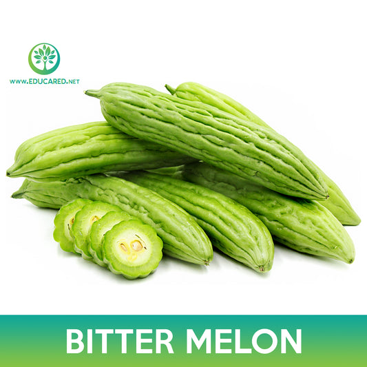 Bitter Melon Tai Guo Hybrid Seeds