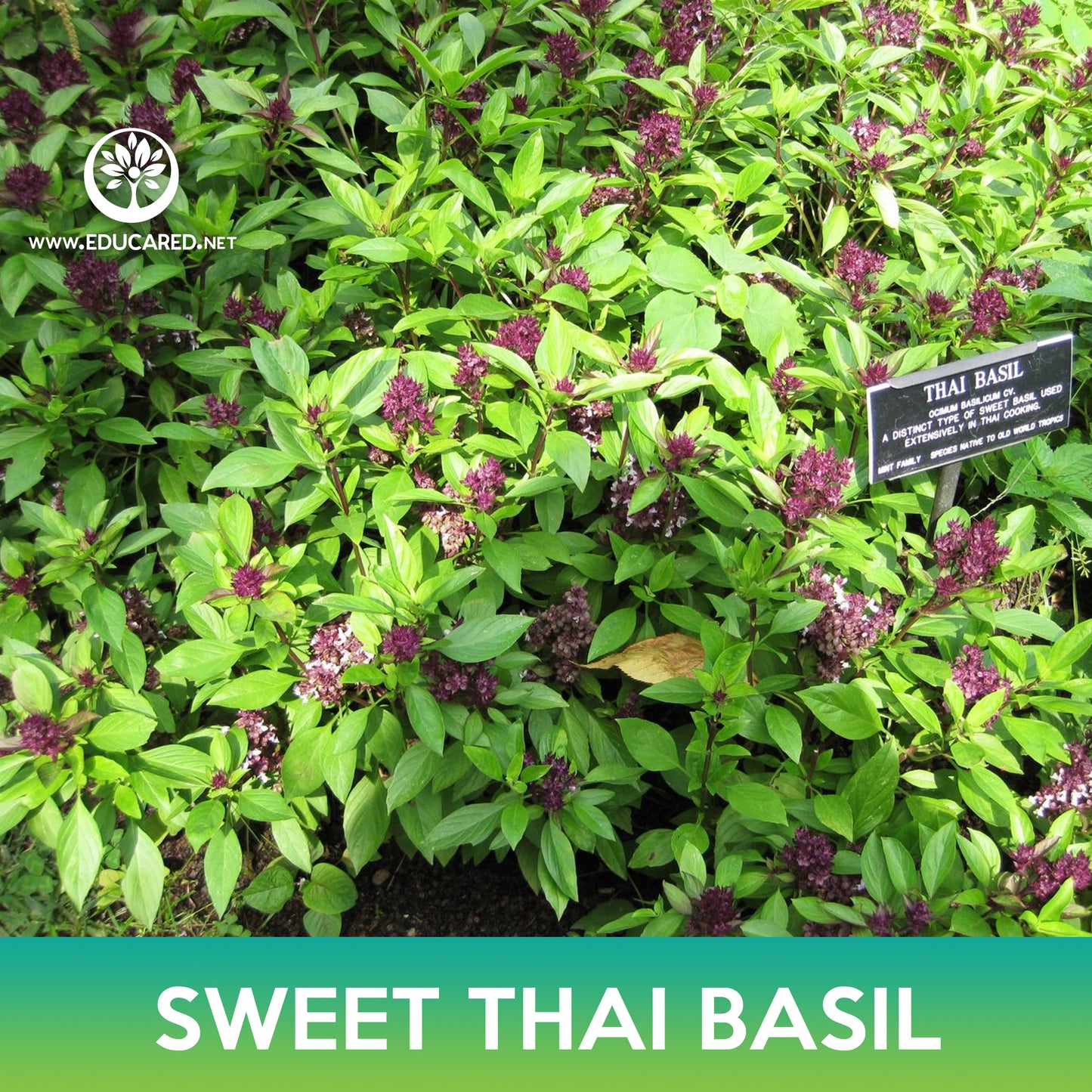 Sweet Thai Basil Seeds