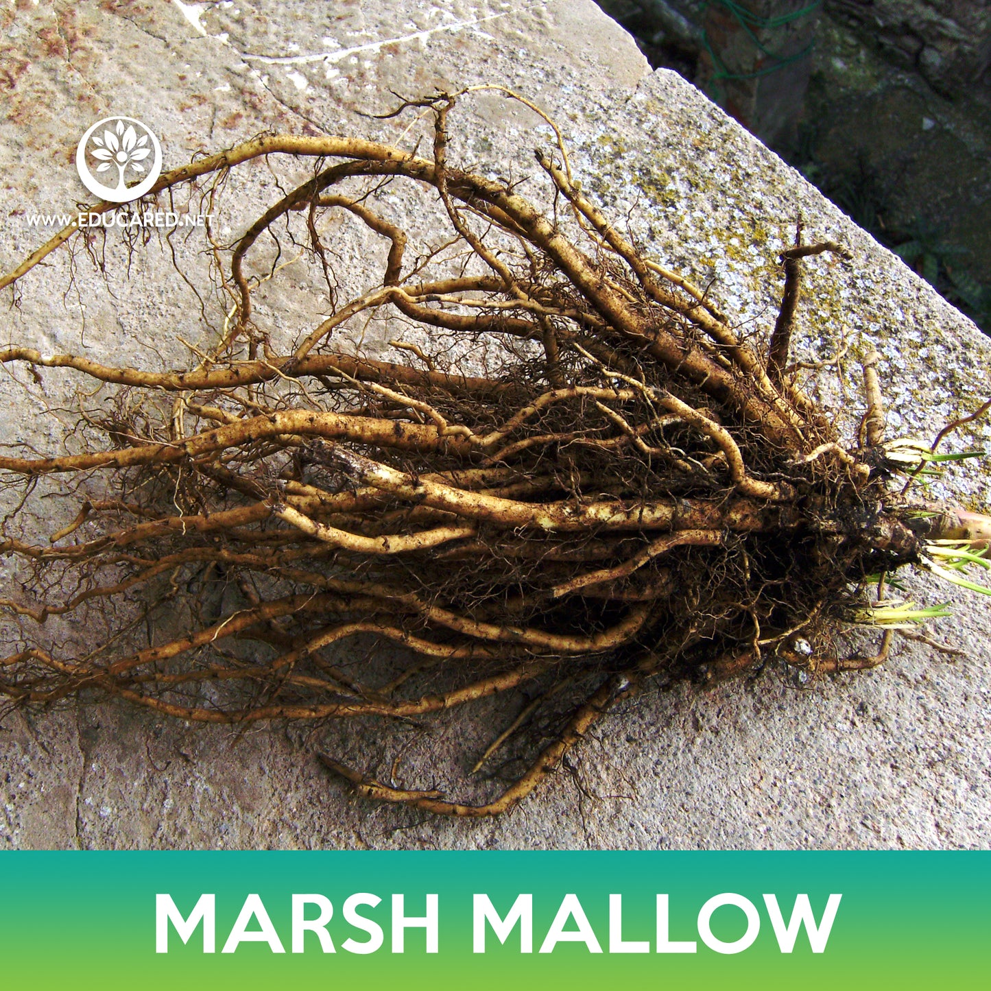 Marsh Mallow Seeds