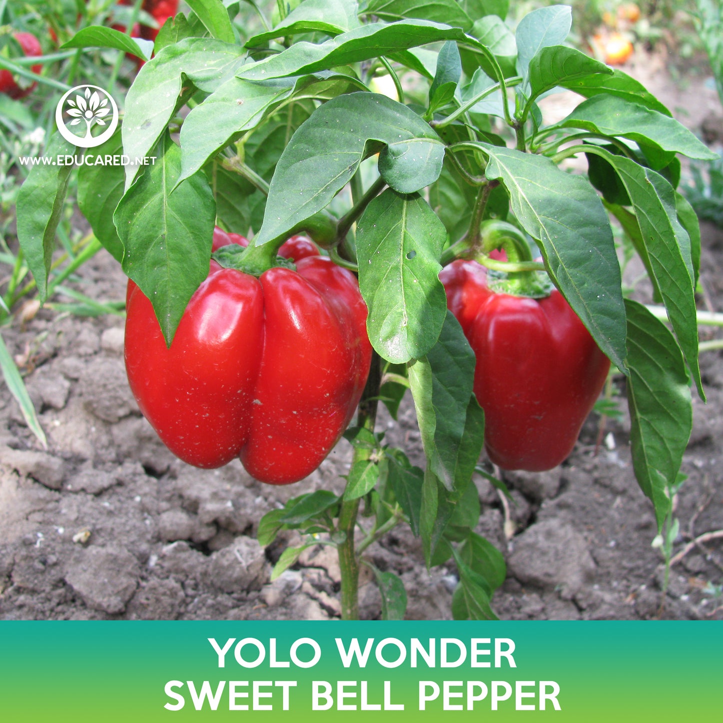 Yolo Wonder Sweet Bell Pepper Seeds