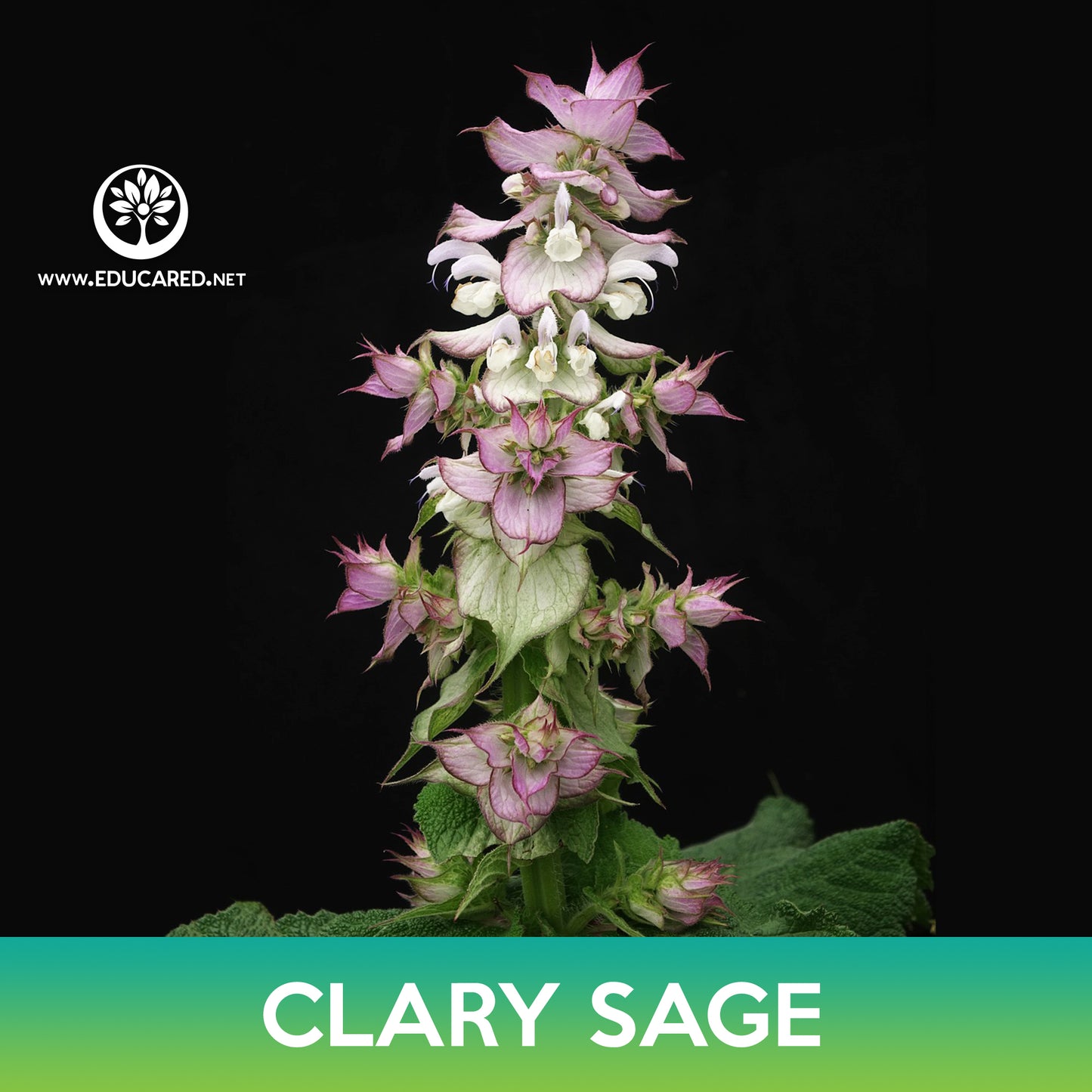 Bluish White Clary Sage Seeds