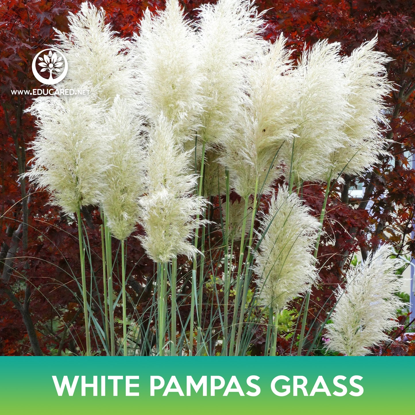 White Pampas Grass Seeds