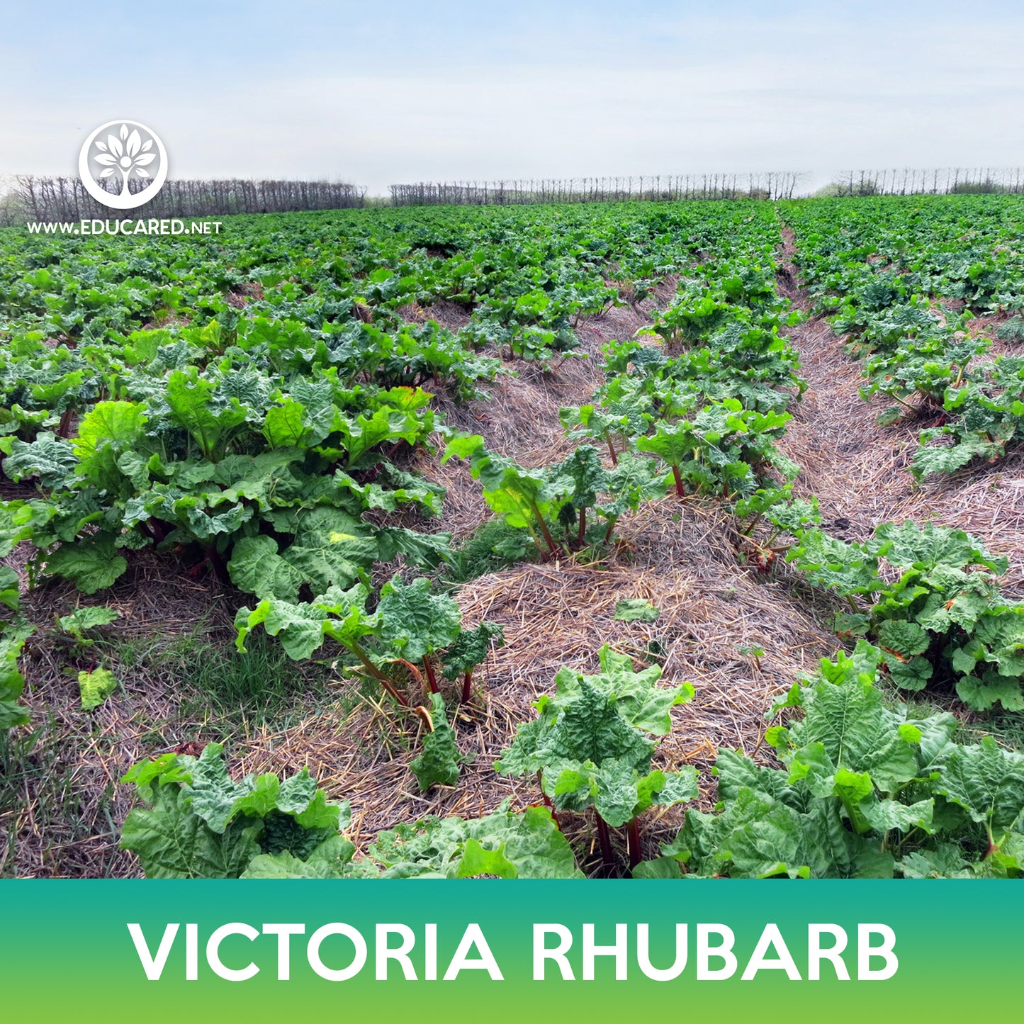 Victoria Rhubarb Seeds