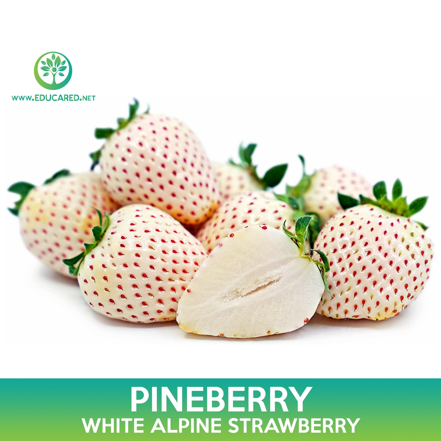 Pineberry Seeds, White Alpine Strawberry