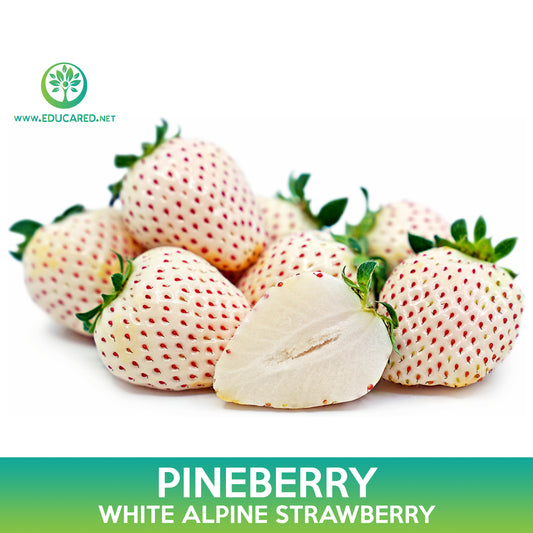 Pineberry Seeds, White Alpine Strawberry