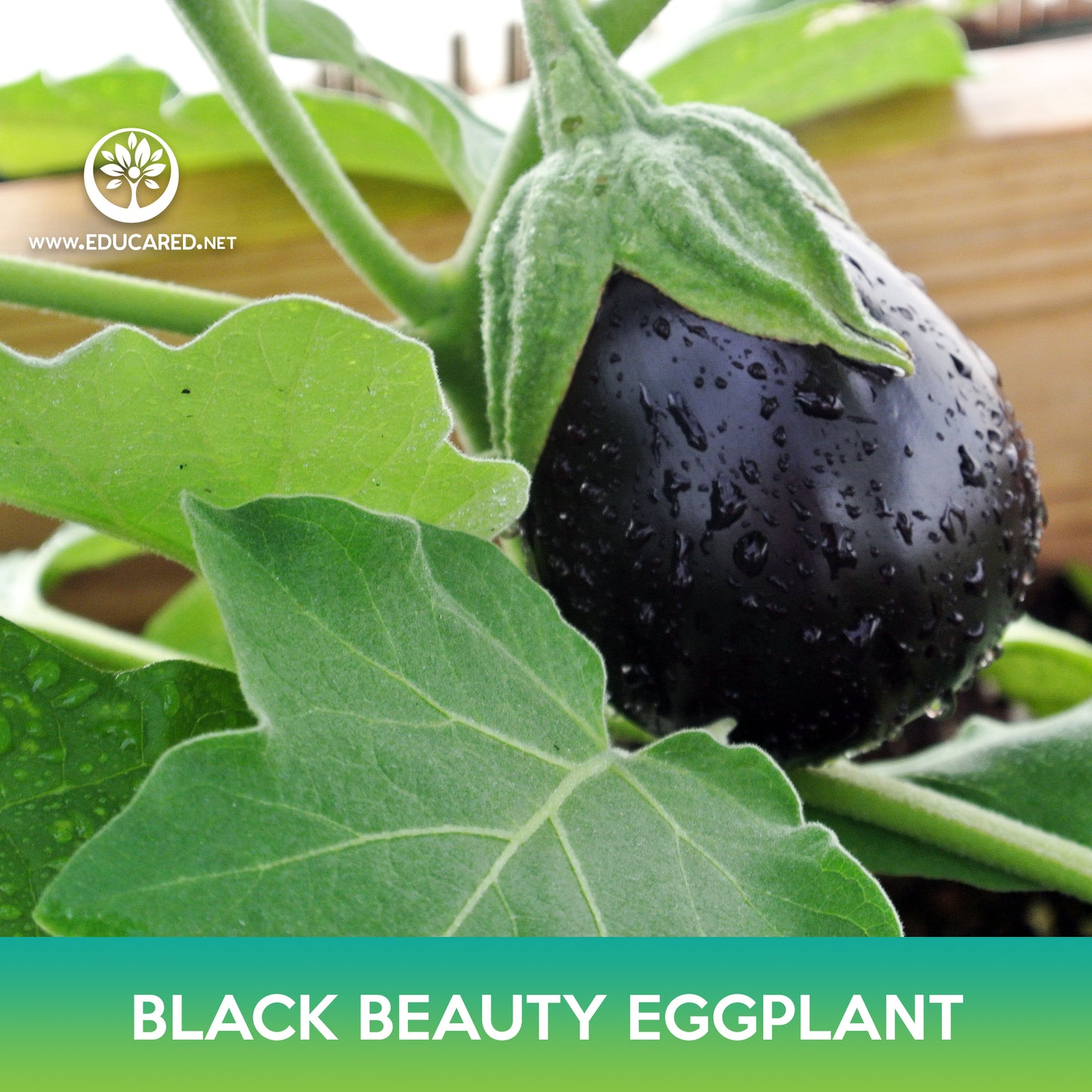 Black Beauty Eggplant Seeds