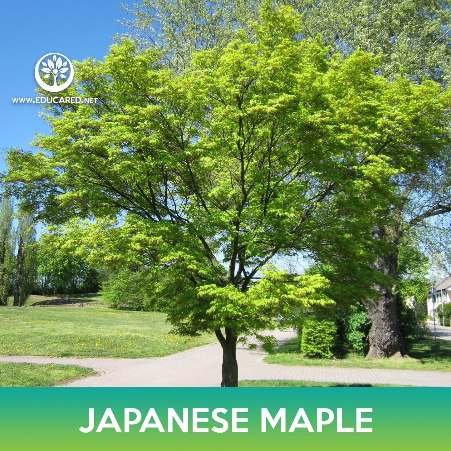 Japanese Maple Seeds, Acer palmatum