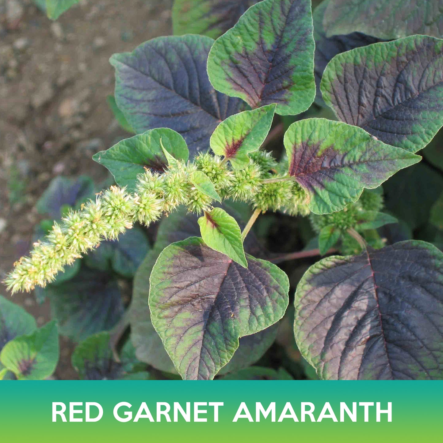 Red Garnet Amaranth Seeds, Edible Amaranth