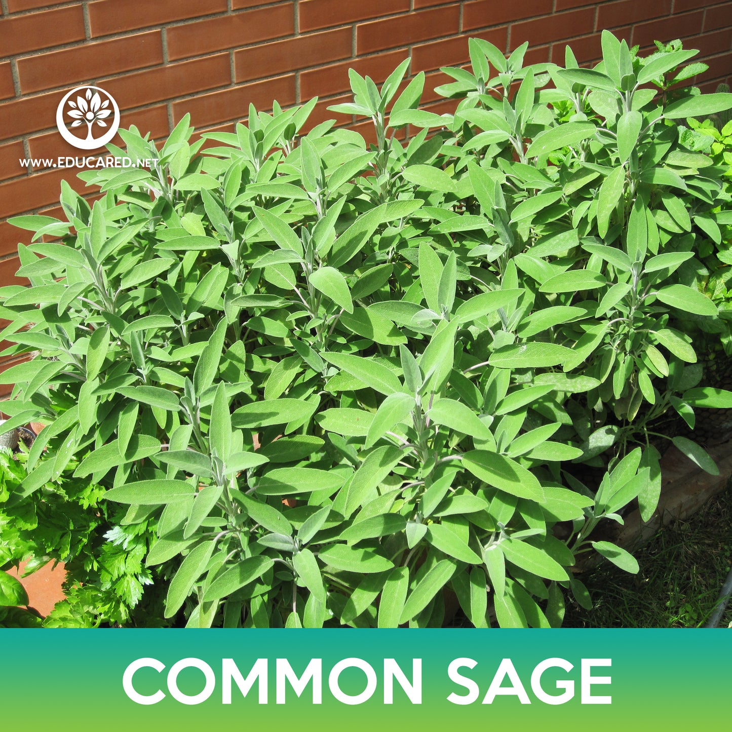 Common Sage Seeds