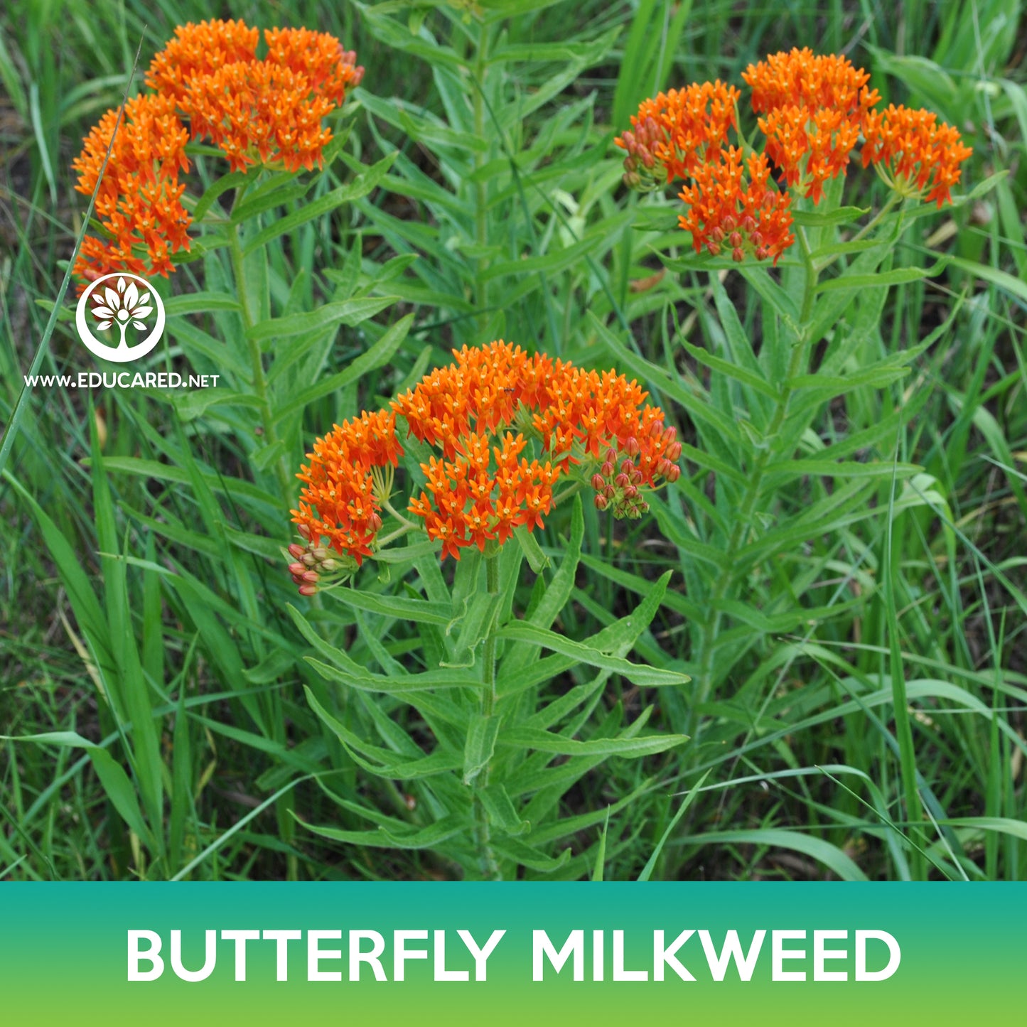 Butterfly Milkweed Seeds