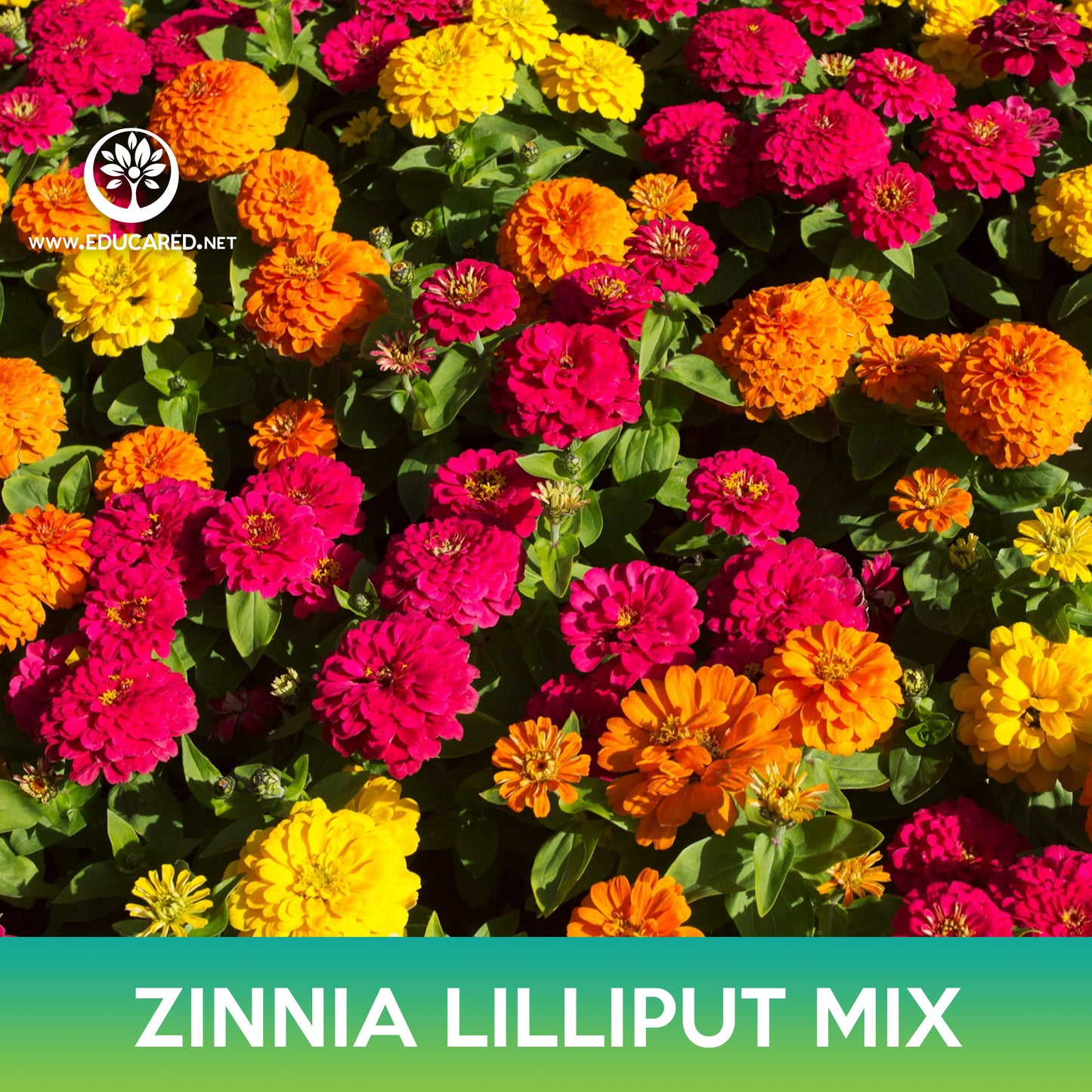 Zinnia Lilliput Mix Seed