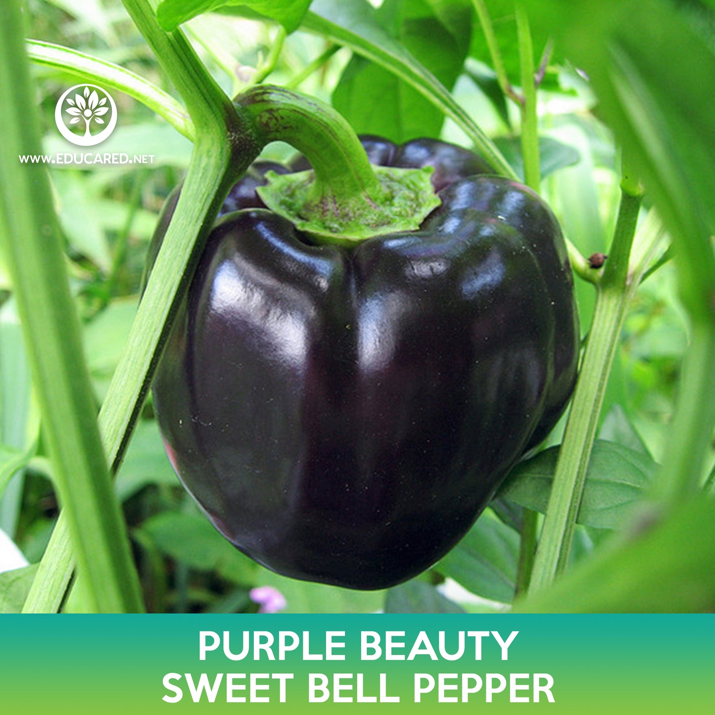 Purple Beauty Sweet Bell Pepper Seeds