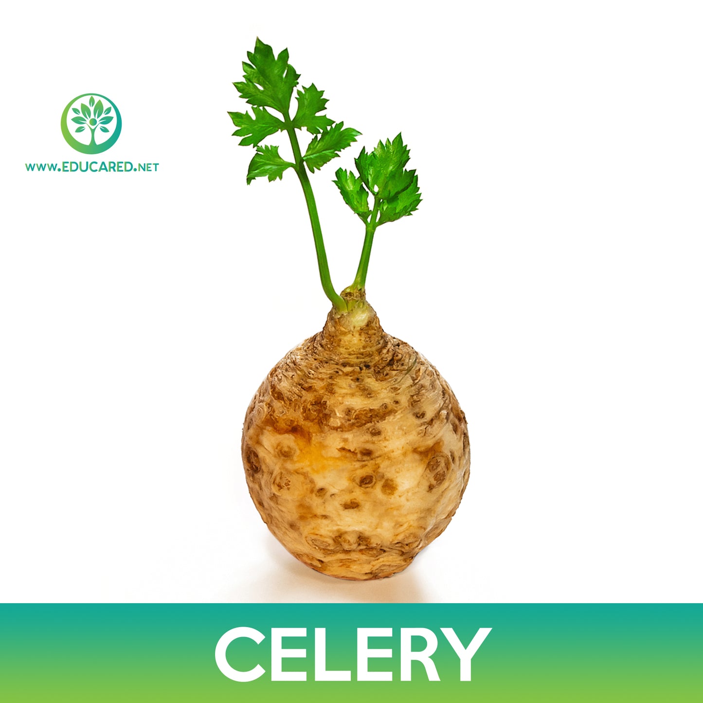 Tall Utah Celery Seeds