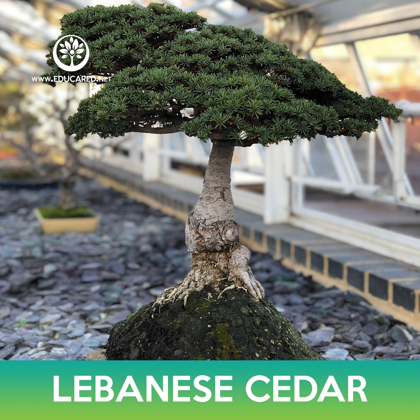 Lebanese Cedar Tree Seeds