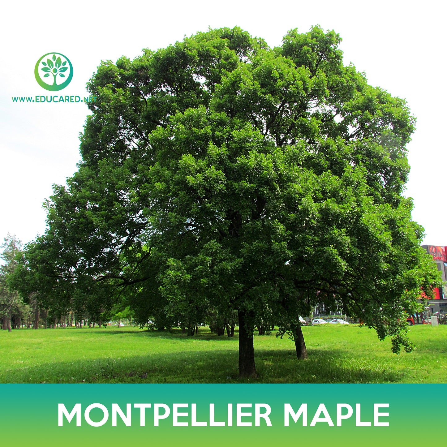 Montpellier Maple Seeds