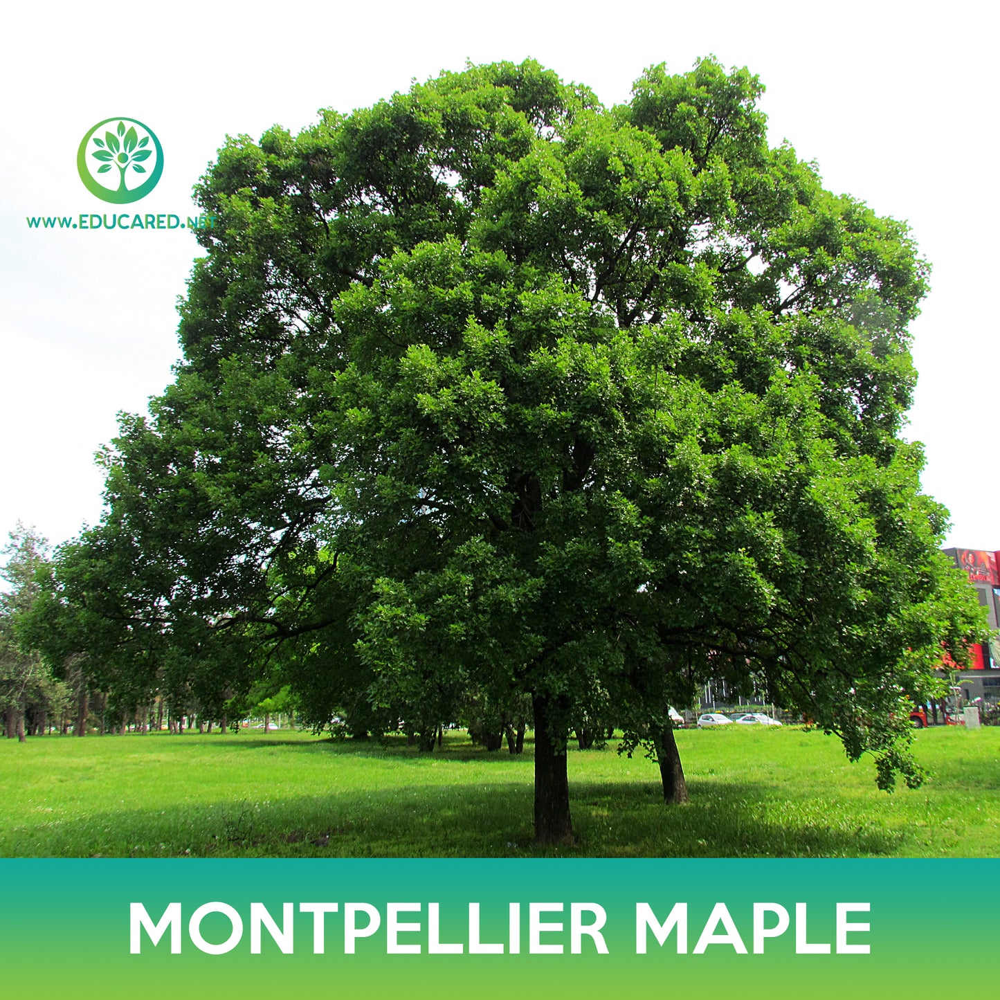 Montpellier Maple Seeds, Acer monspessulanum