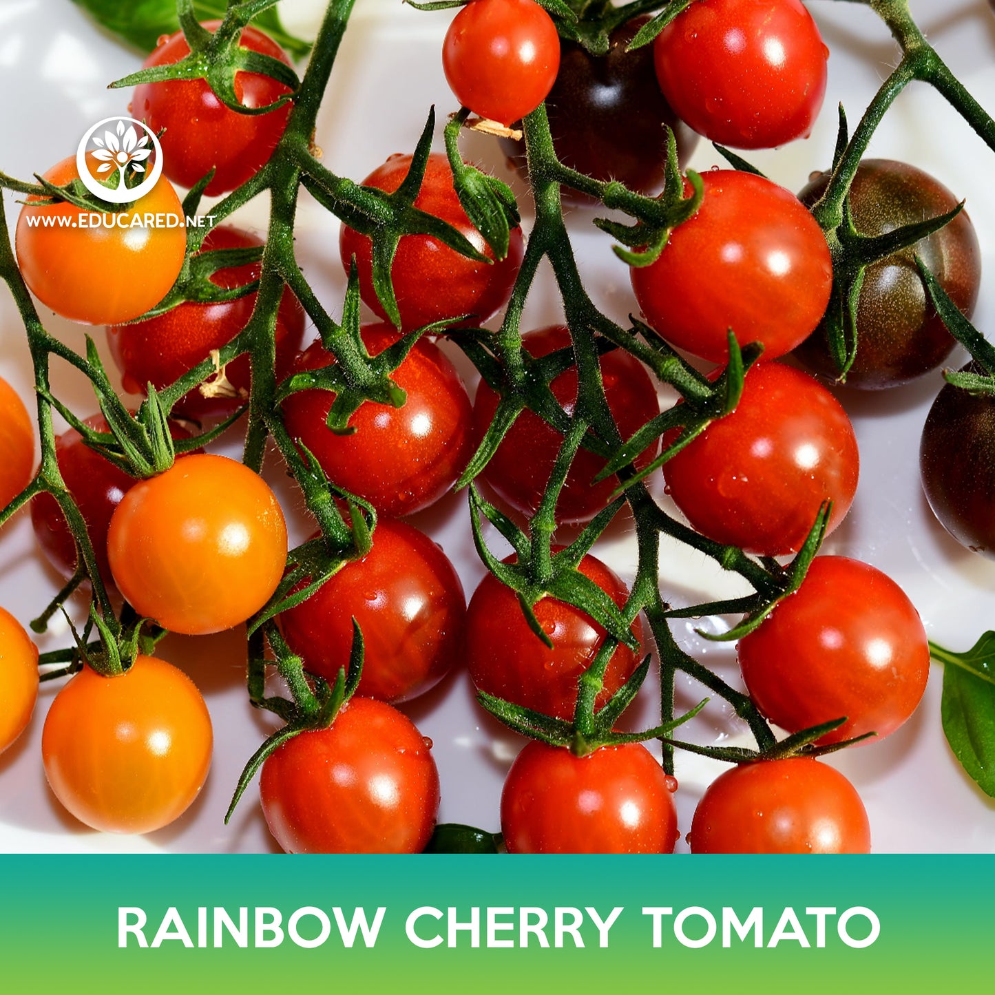 Rainbow Cherry Tomato Mix Seeds