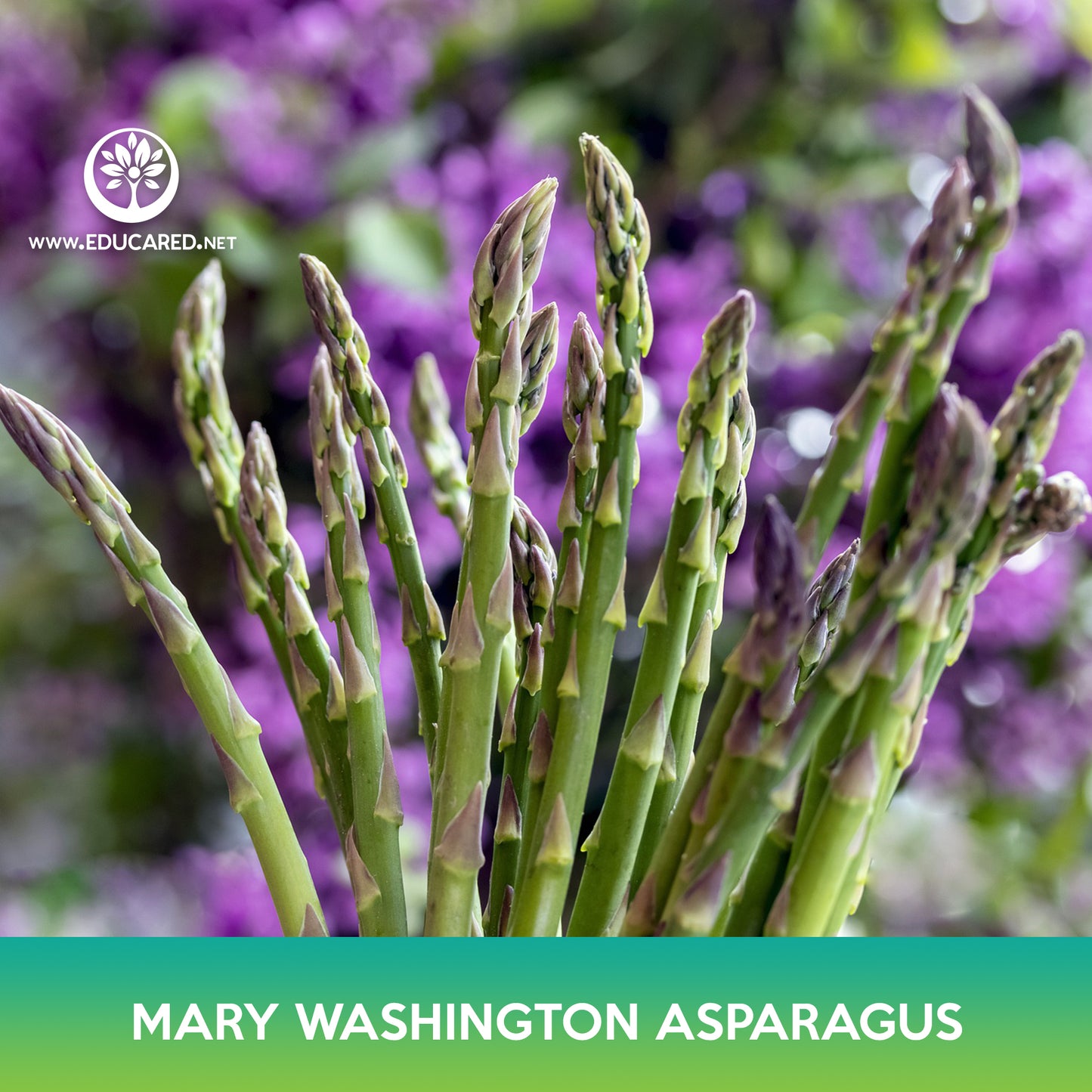 Mary Washington Asparagus Seeds