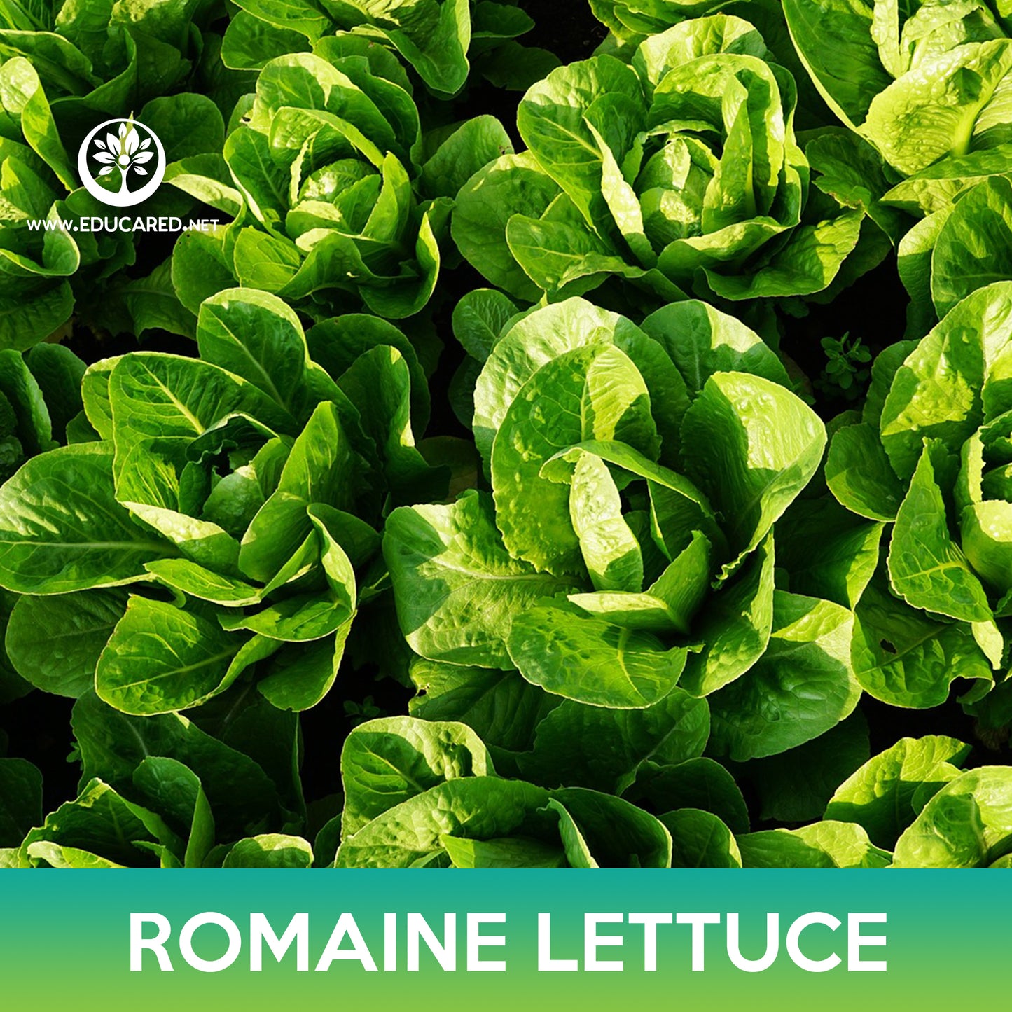 Parris Island Romaine Lettuce Seeds