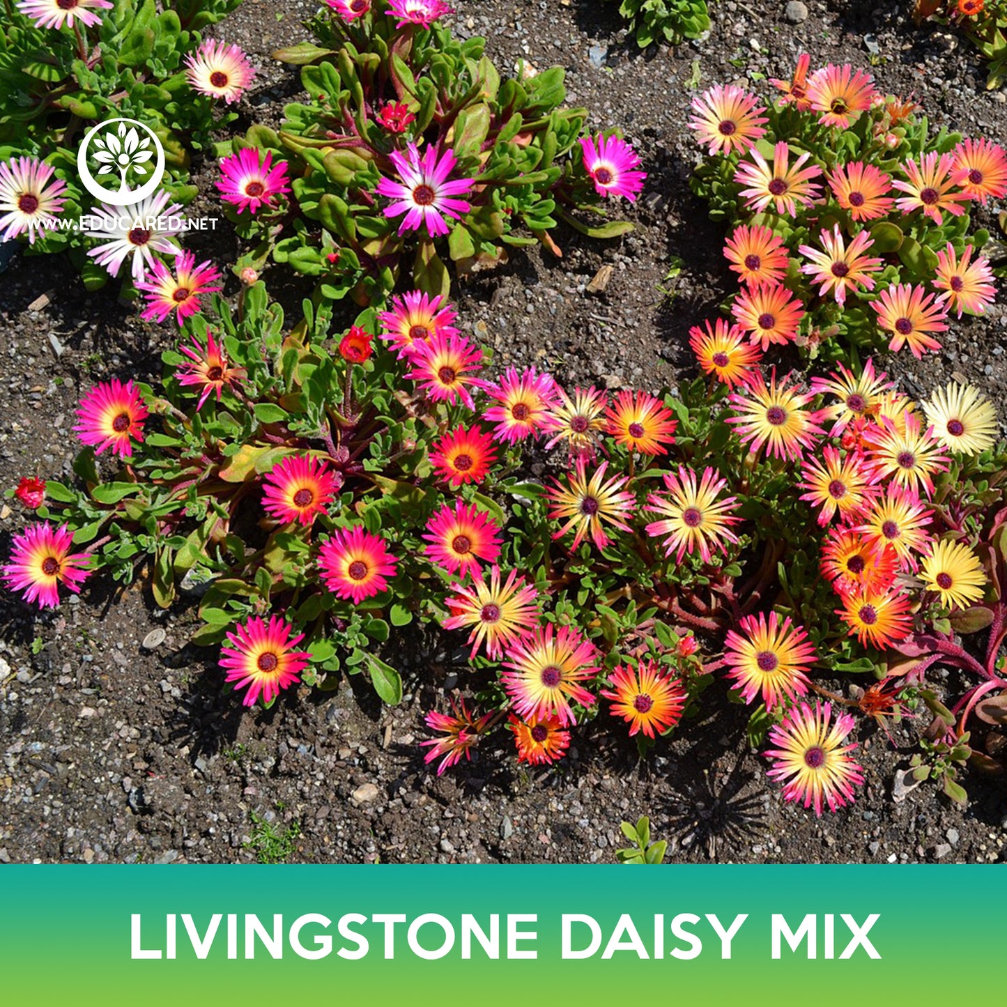 Livingstone Daisy Succulent Mix Seeds