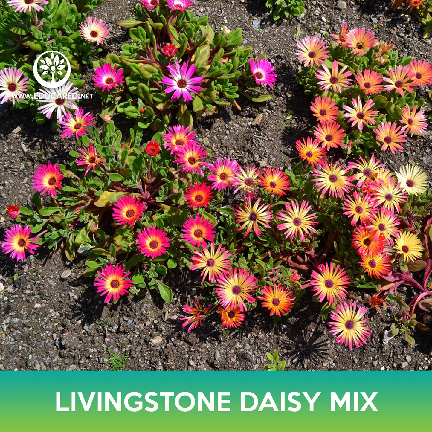 Livingstone Daisy Succulent Mix, Mesembryanthemum criniflorum